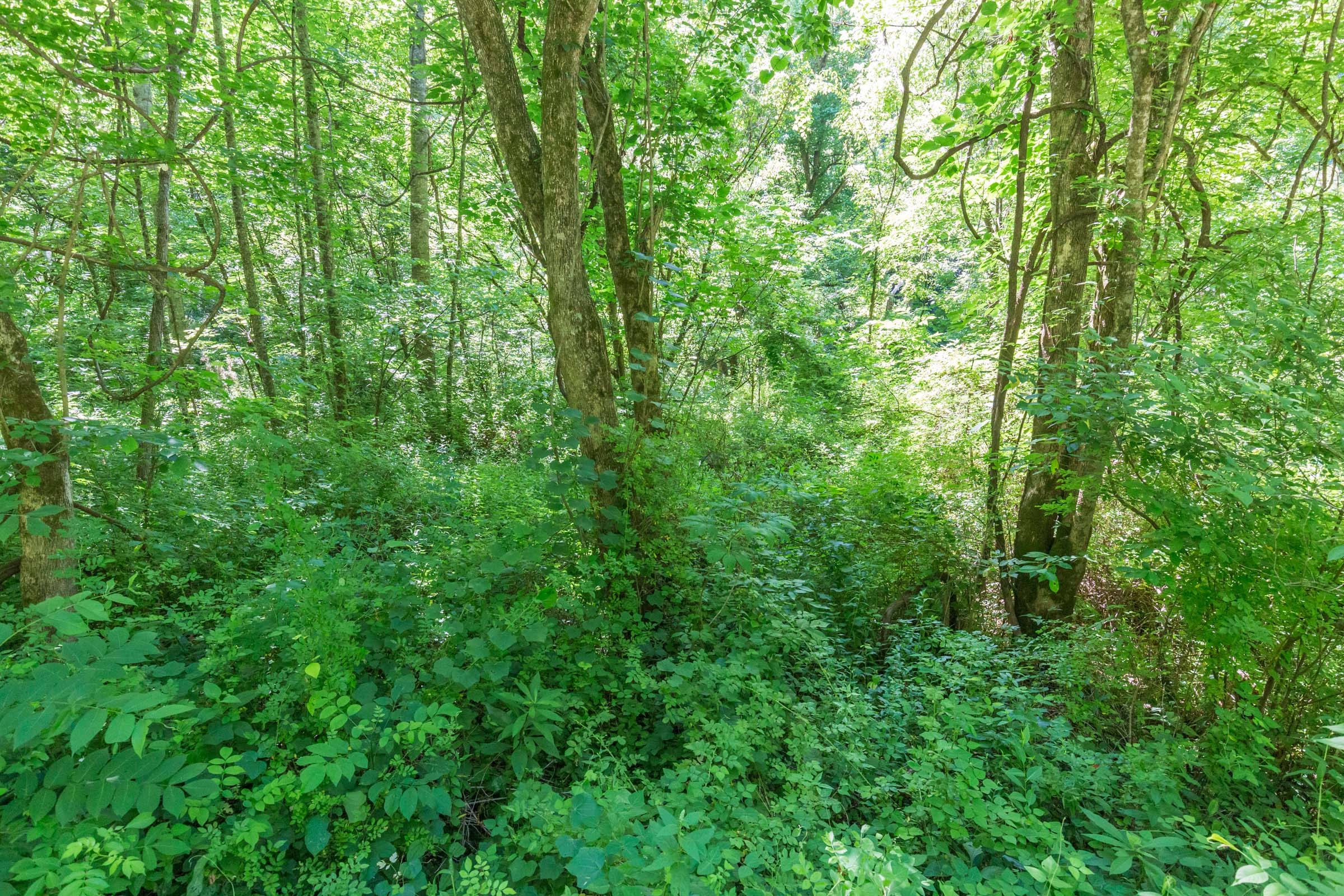River’s Edge Tract 3 photo 7