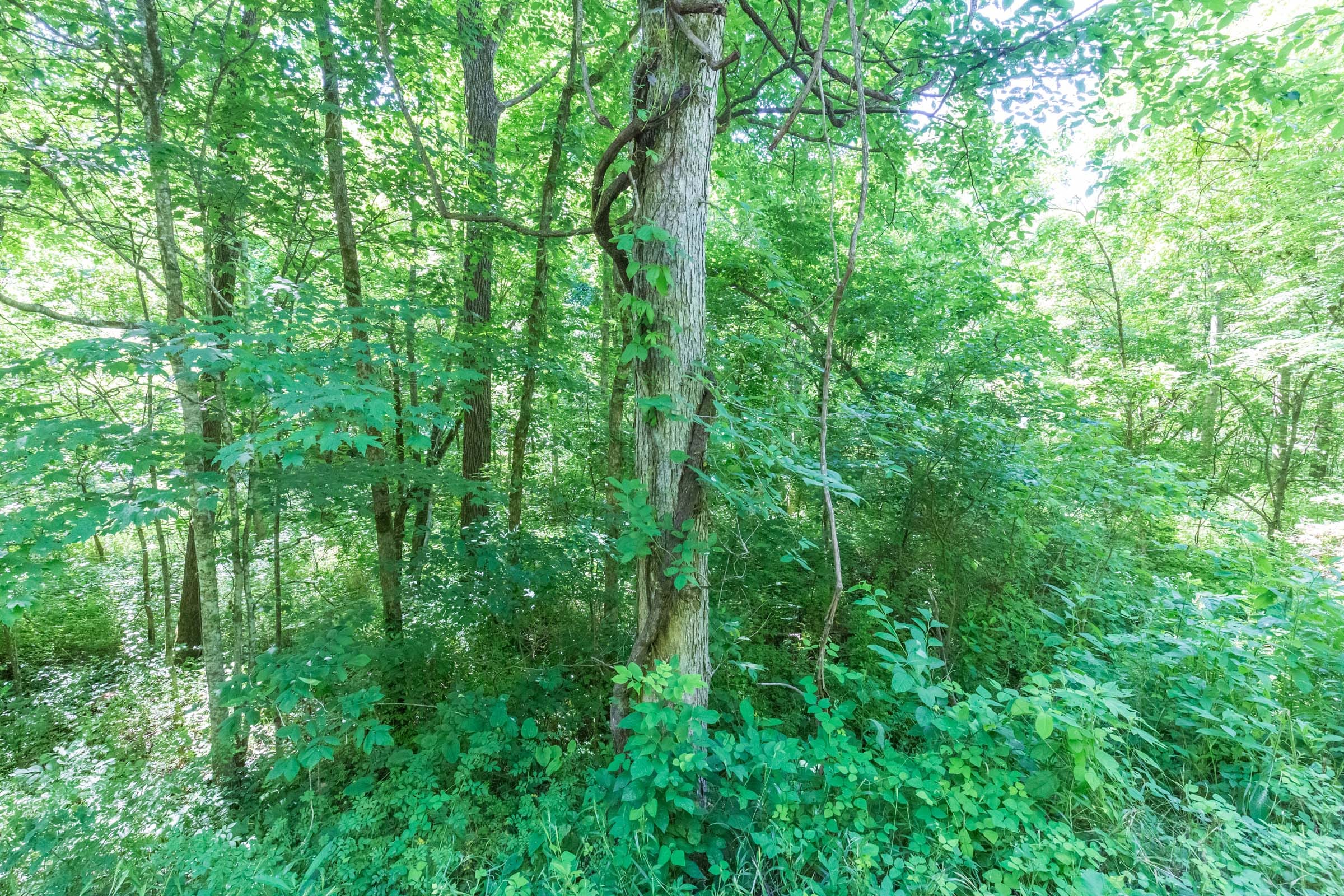 River’s Edge Tract 3 photo 8