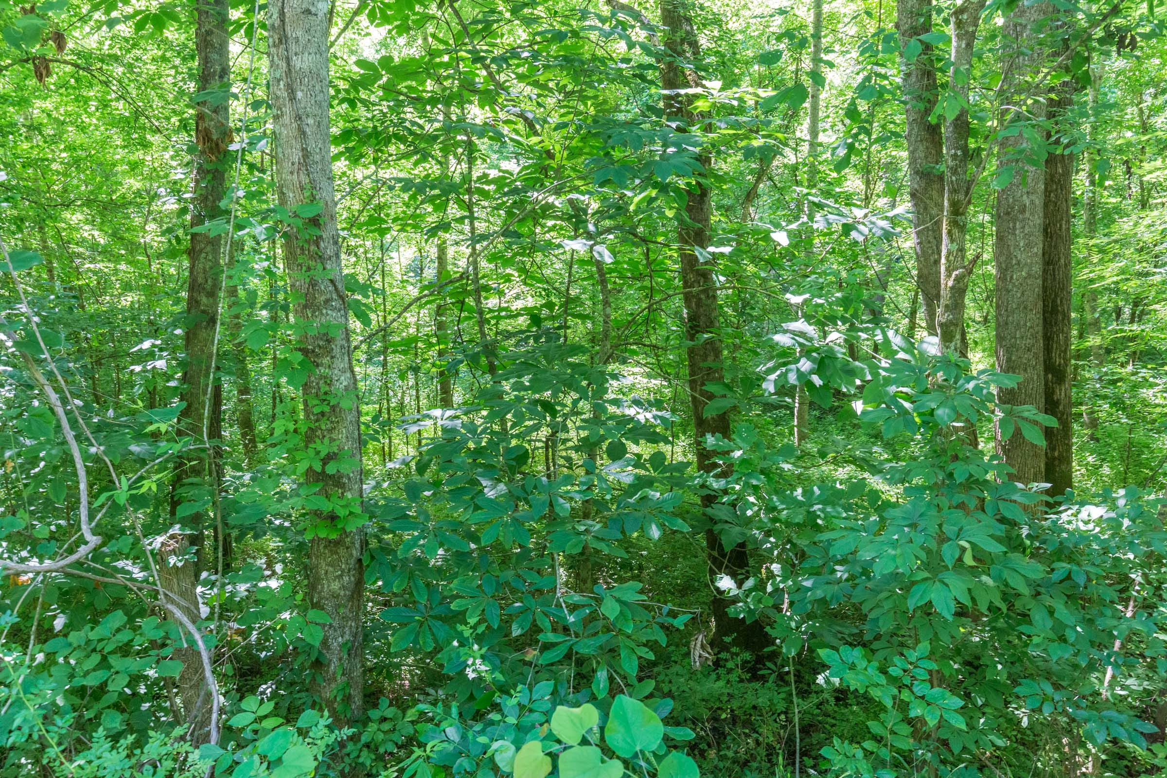 River’s Edge Tract 3 photo 10