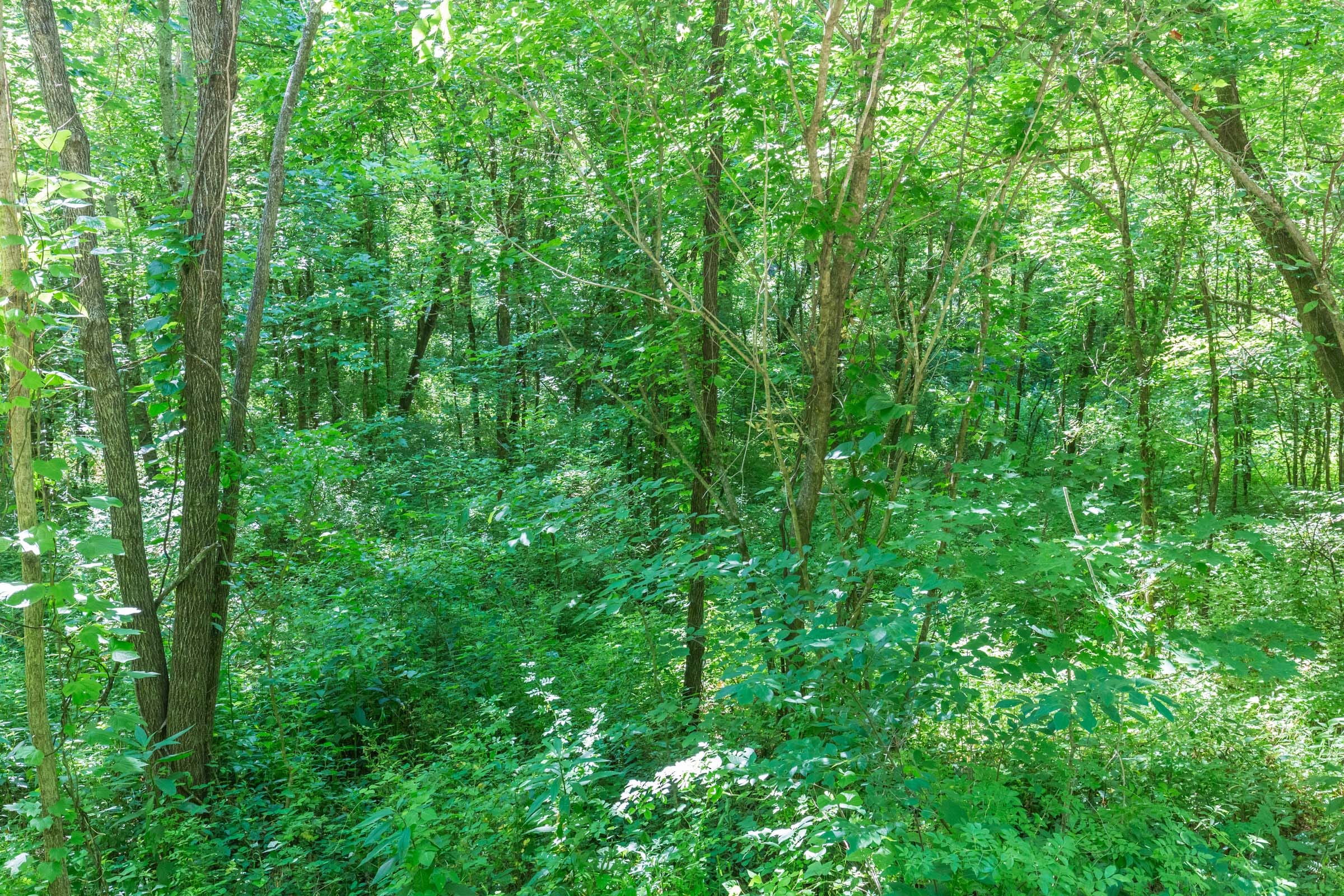 River’s Edge Tract 3 photo 11