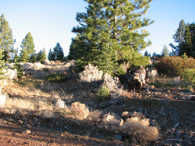 California Pines Tract 9 photo 5