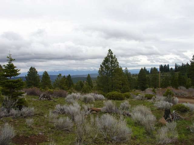 California Pines Tract 9 photo 10