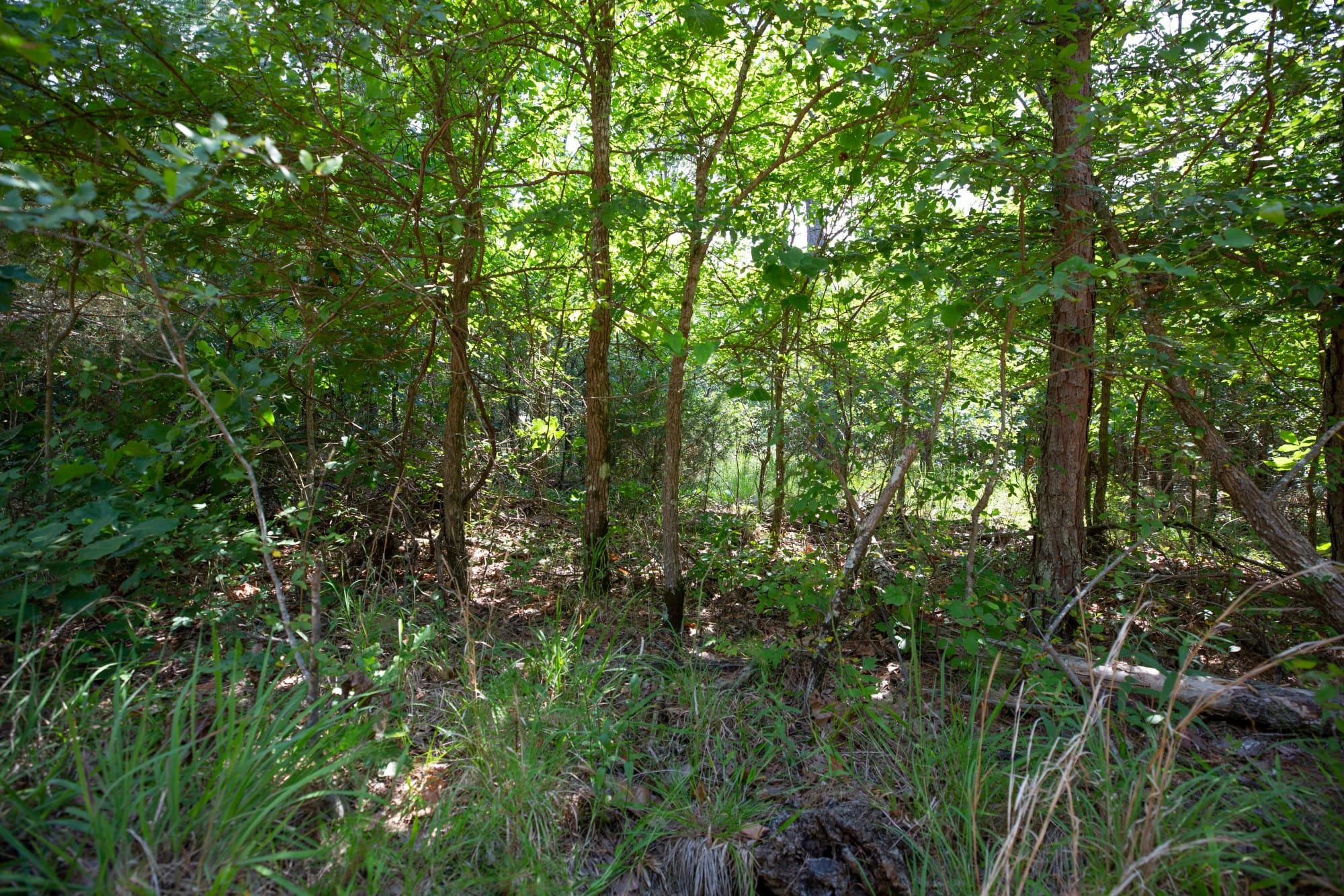 Eagle’s Nest Tract 47 photo 3