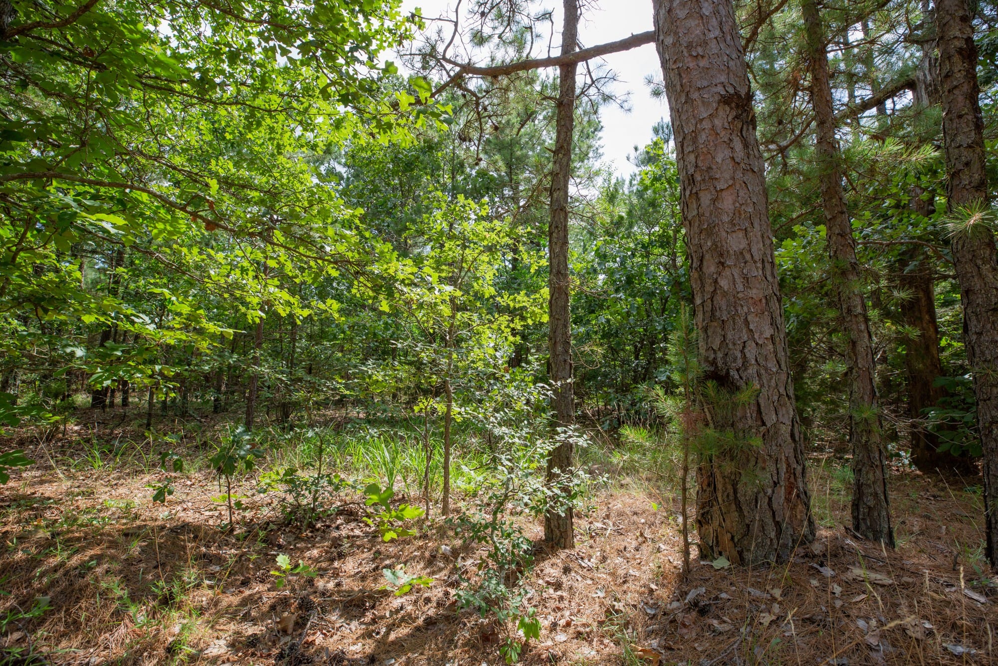 Eagle’s Nest Tract 47 photo 6