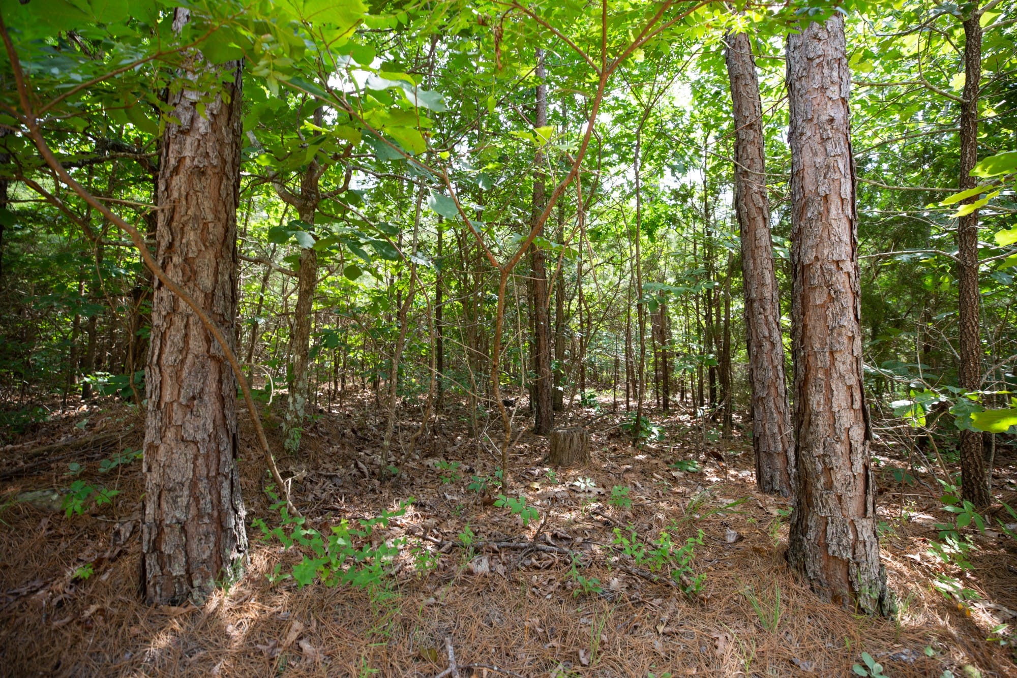 Eagle’s Nest Tract 47 photo 9