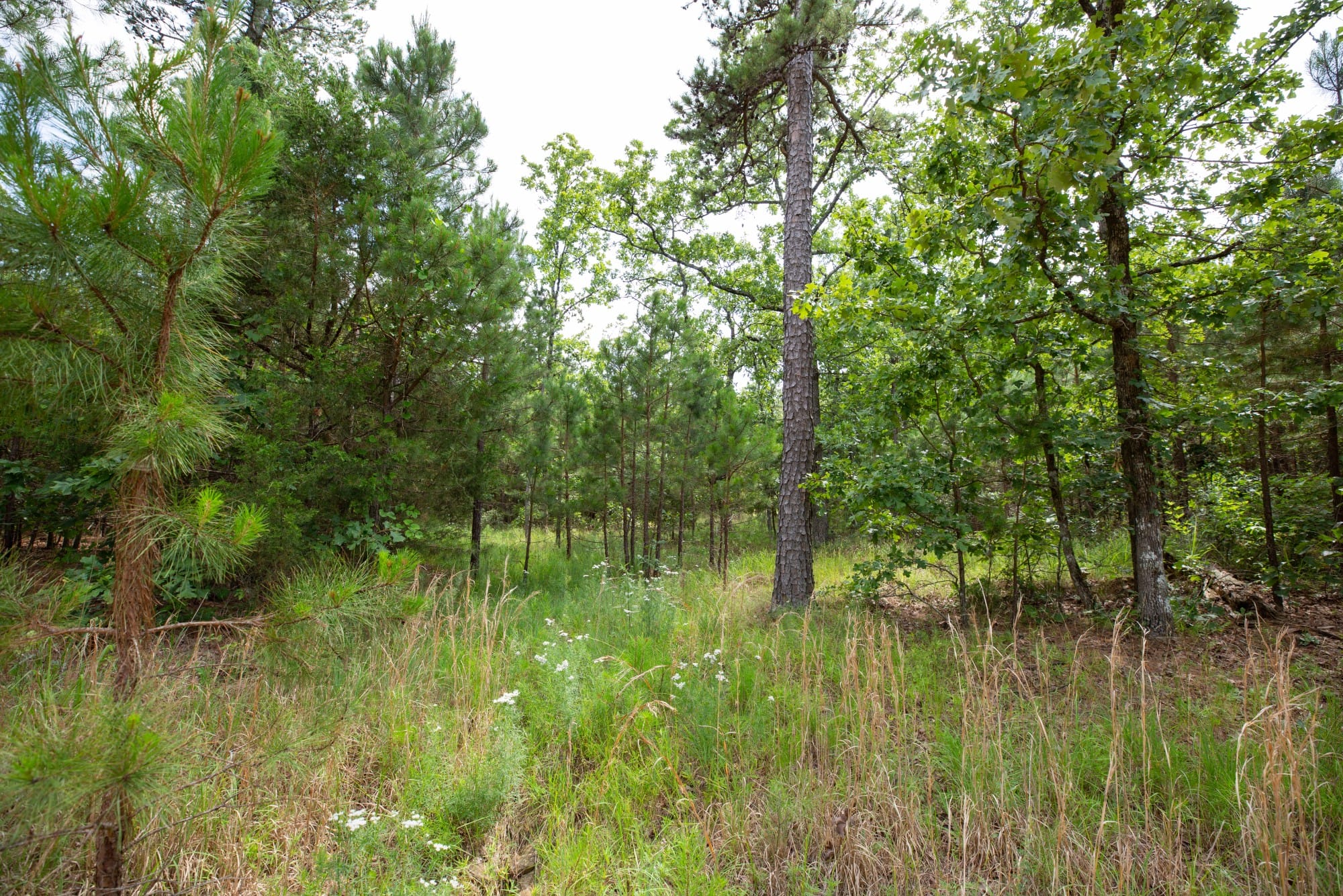 Eagle’s Nest Tract 47 photo 11