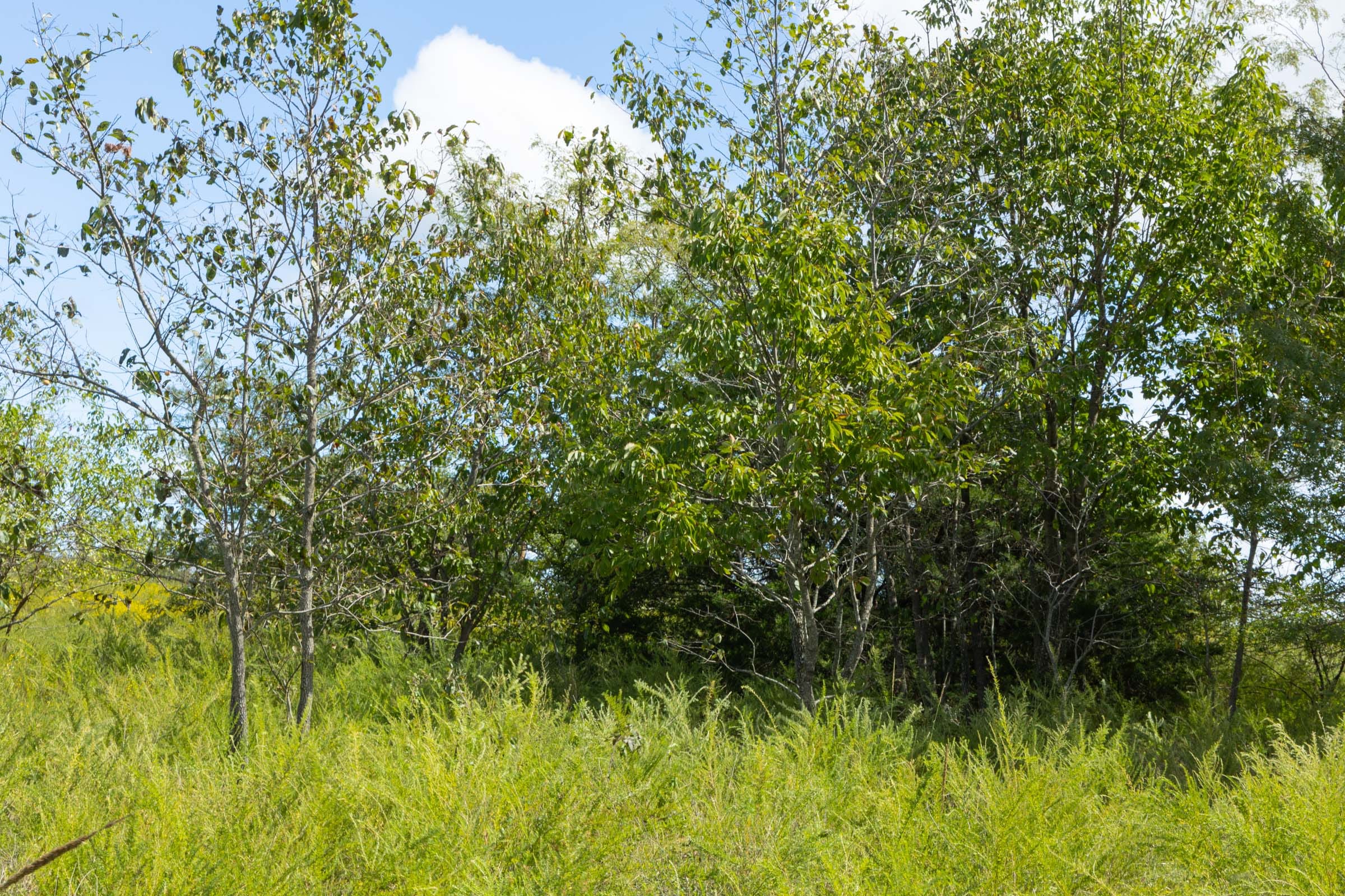 Reserves At Cattail Cove Phase II Tract 42 photo 8