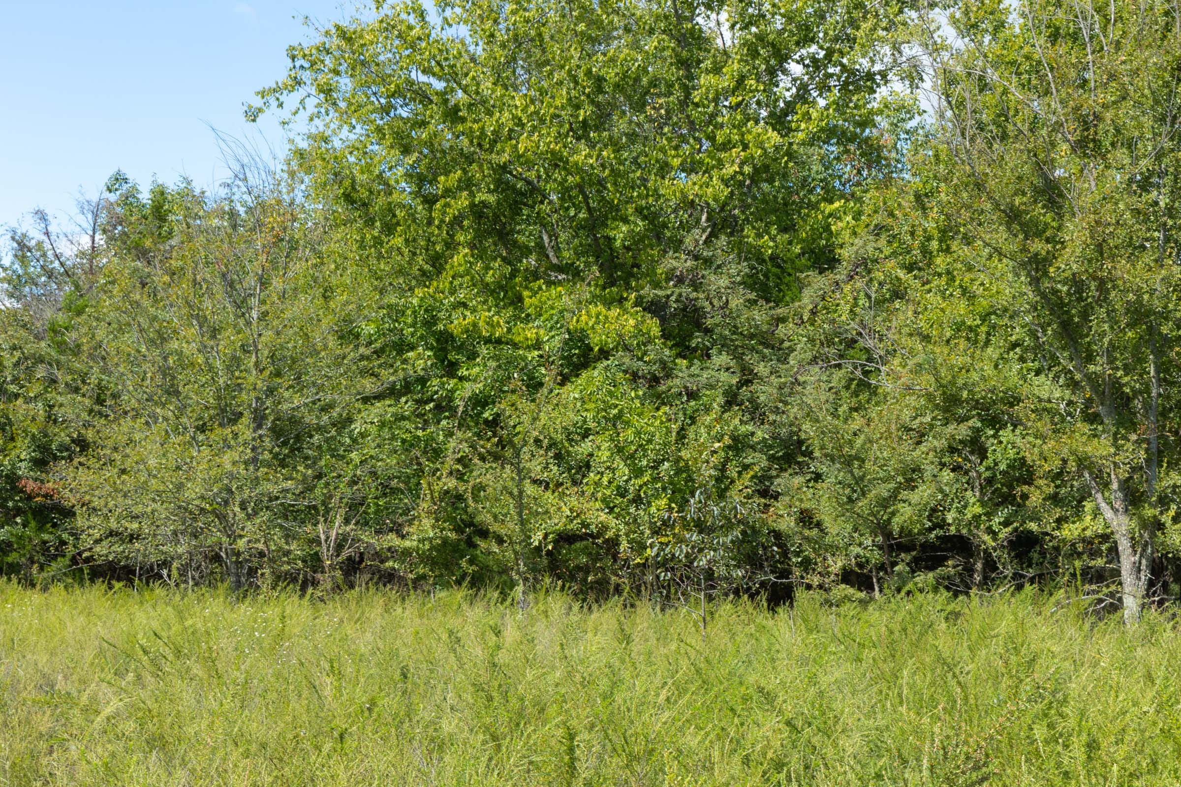 Reserves At Cattail Cove Phase II Tract 42 photo 7