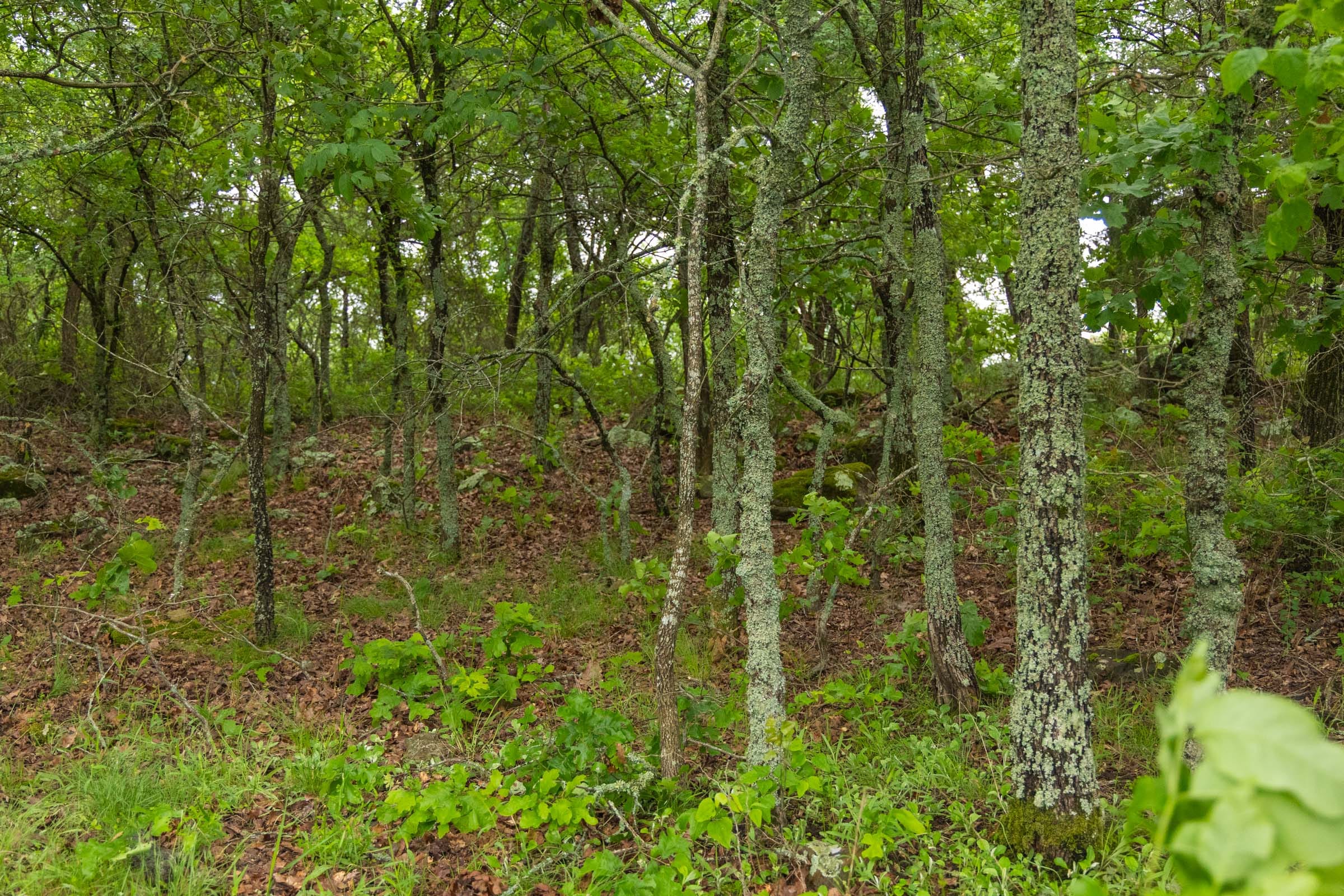 Harmony Hills Tract 8 photo 7