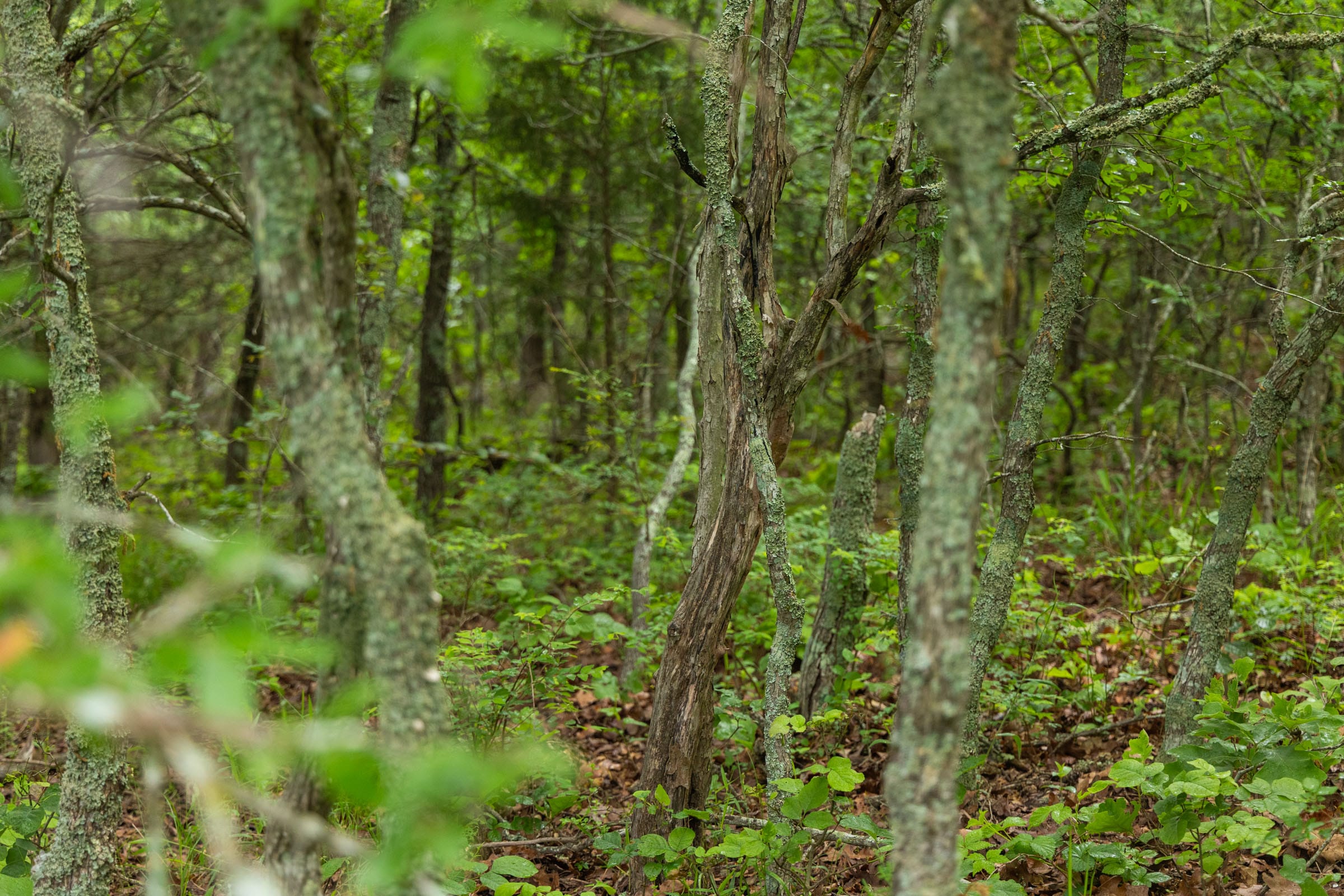 Harmony Hills Tract 8 photo 15