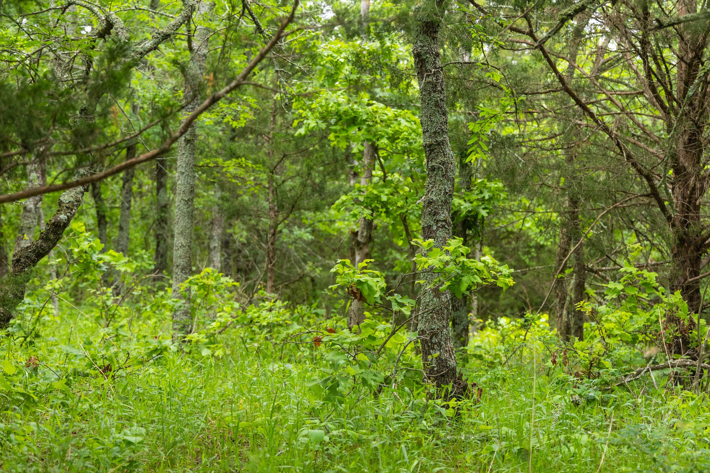 Harmony Hills Tract 8 photo 9