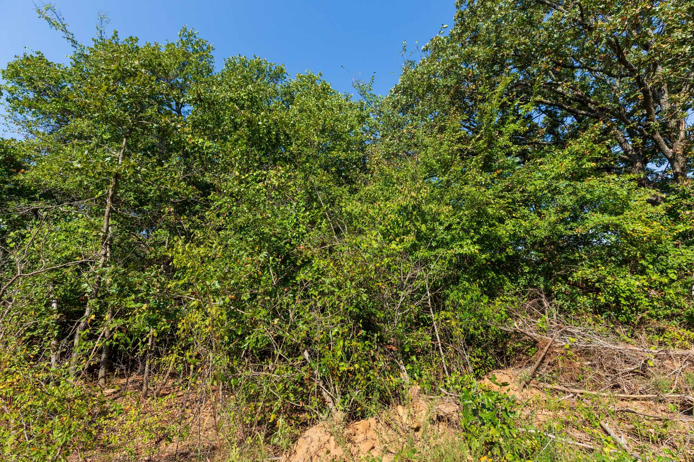 Canyon Creek Tract 15 photo 6