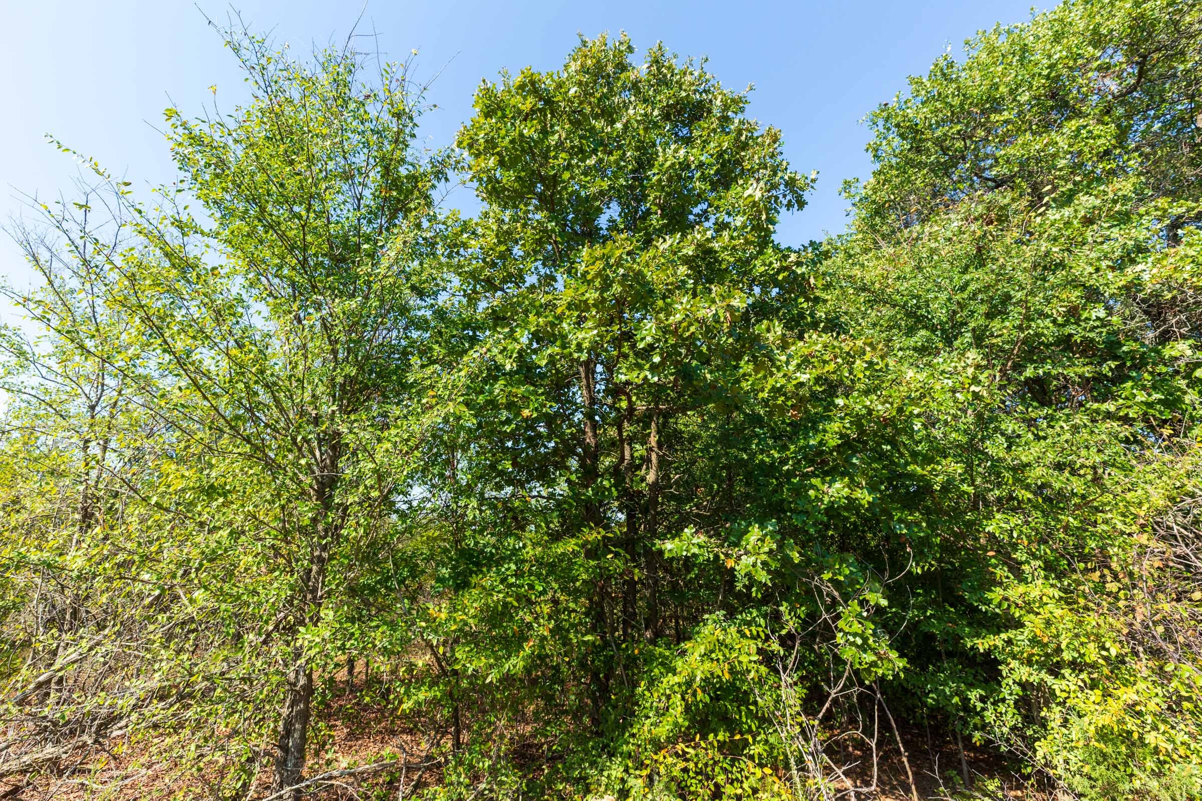 Canyon Creek Tract 15 photo 9