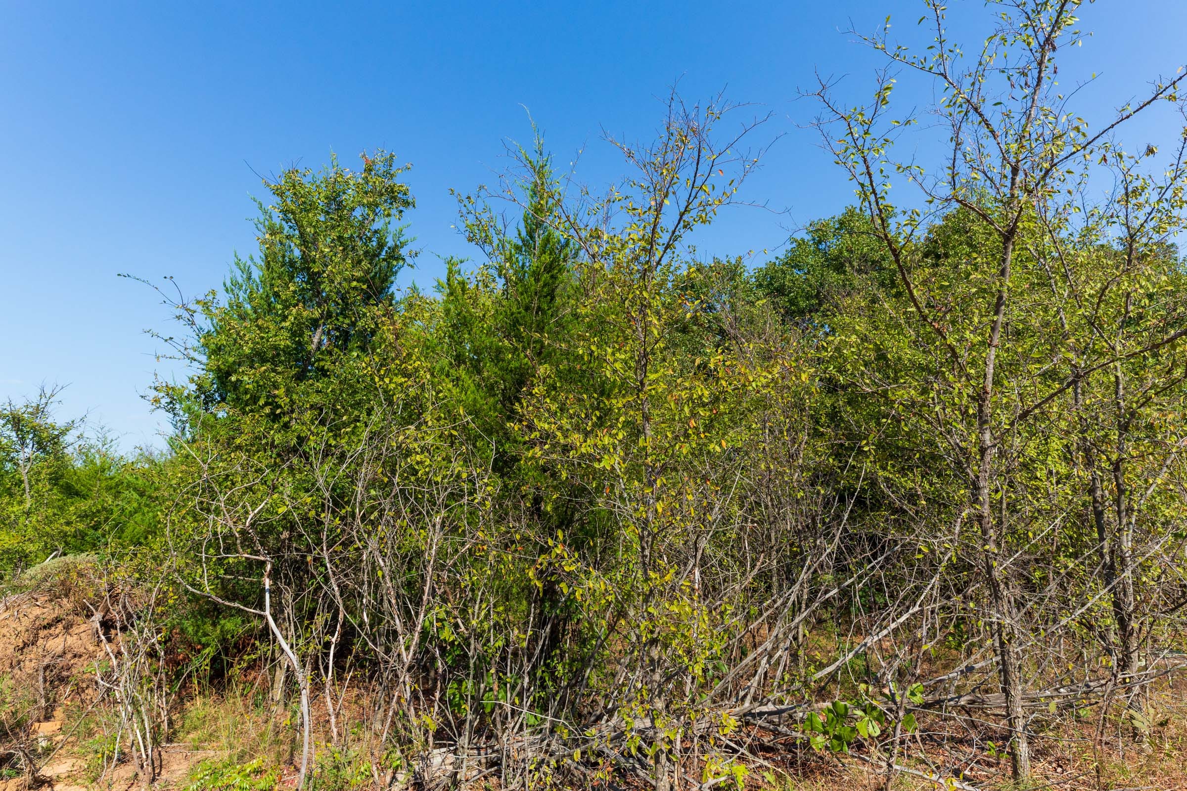 Canyon Creek Tract 15 photo 8