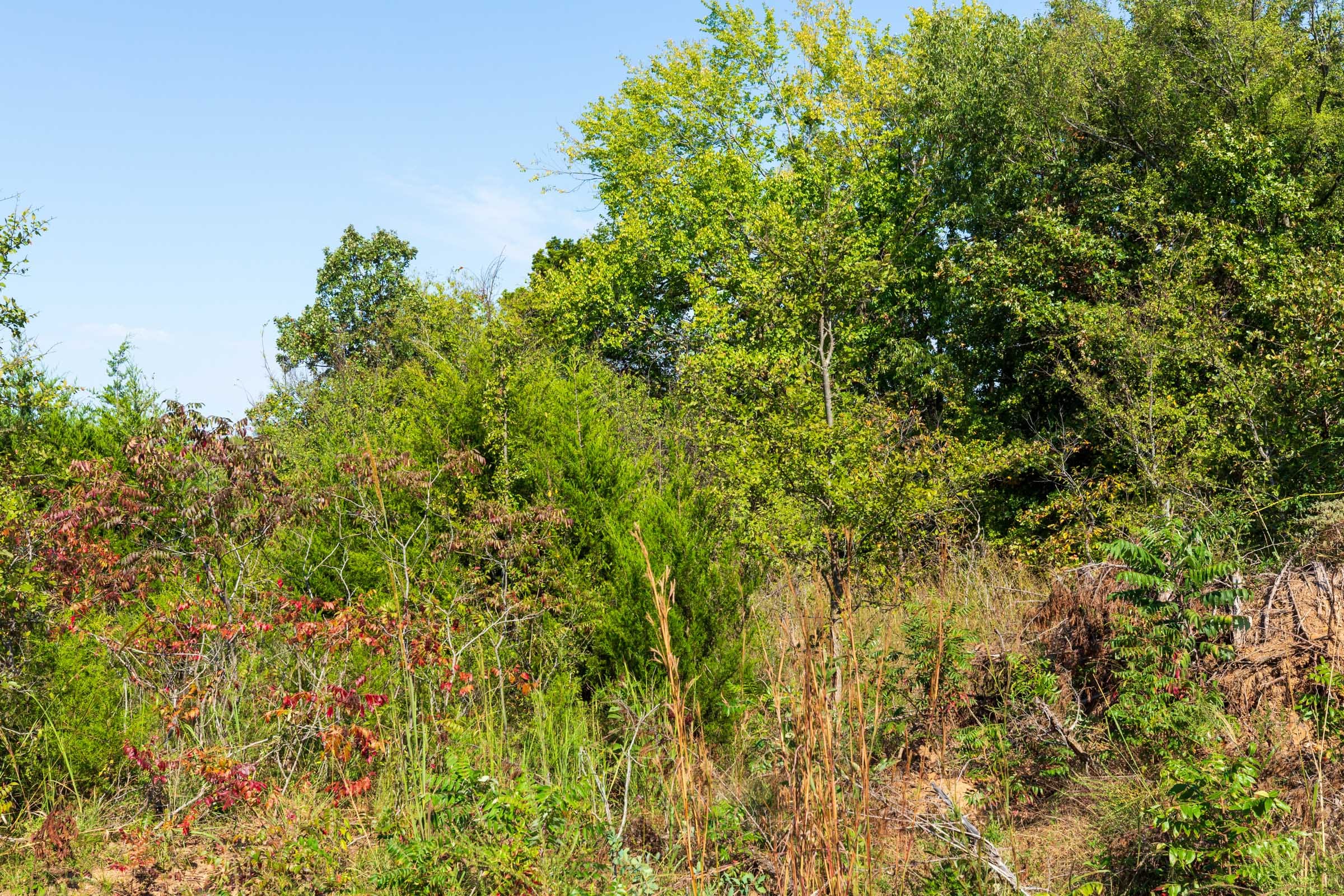Canyon Creek Tract 15 photo 4