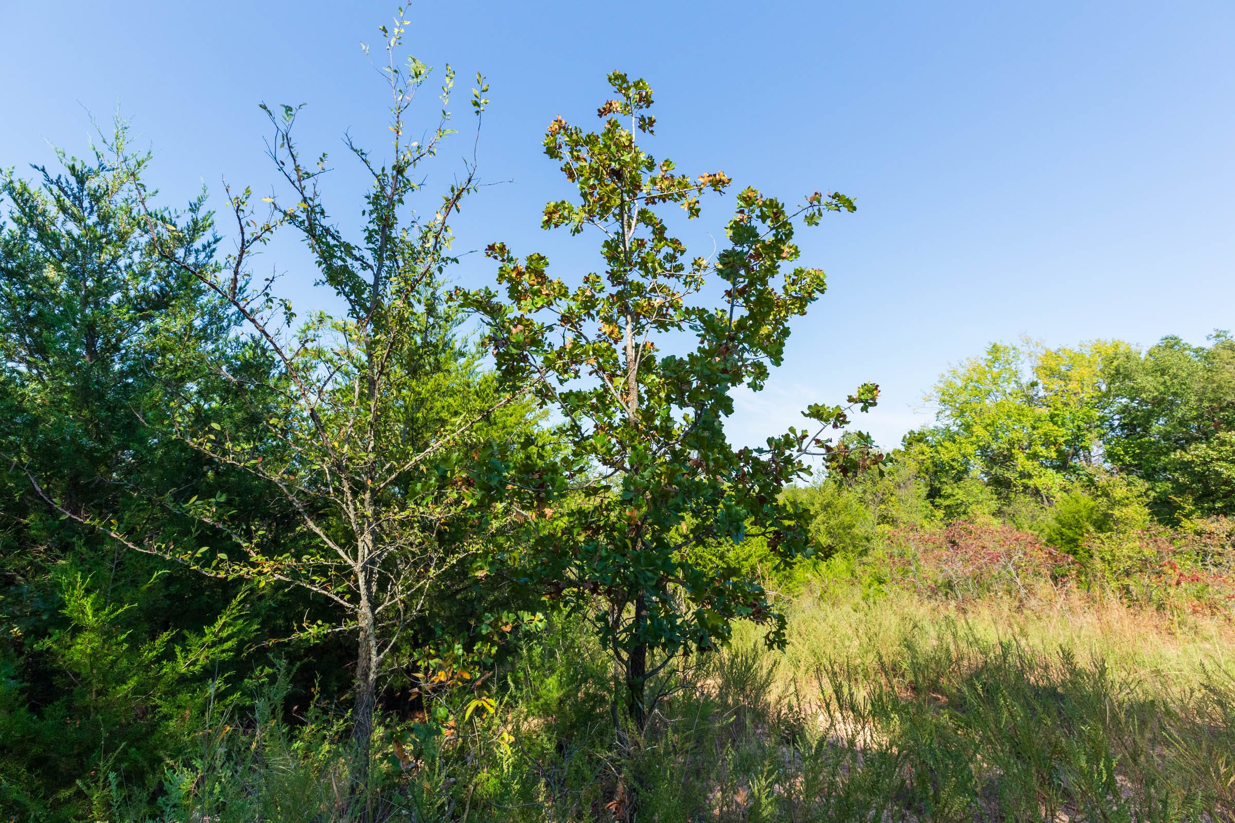 Canyon Creek Tract 15 photo 7