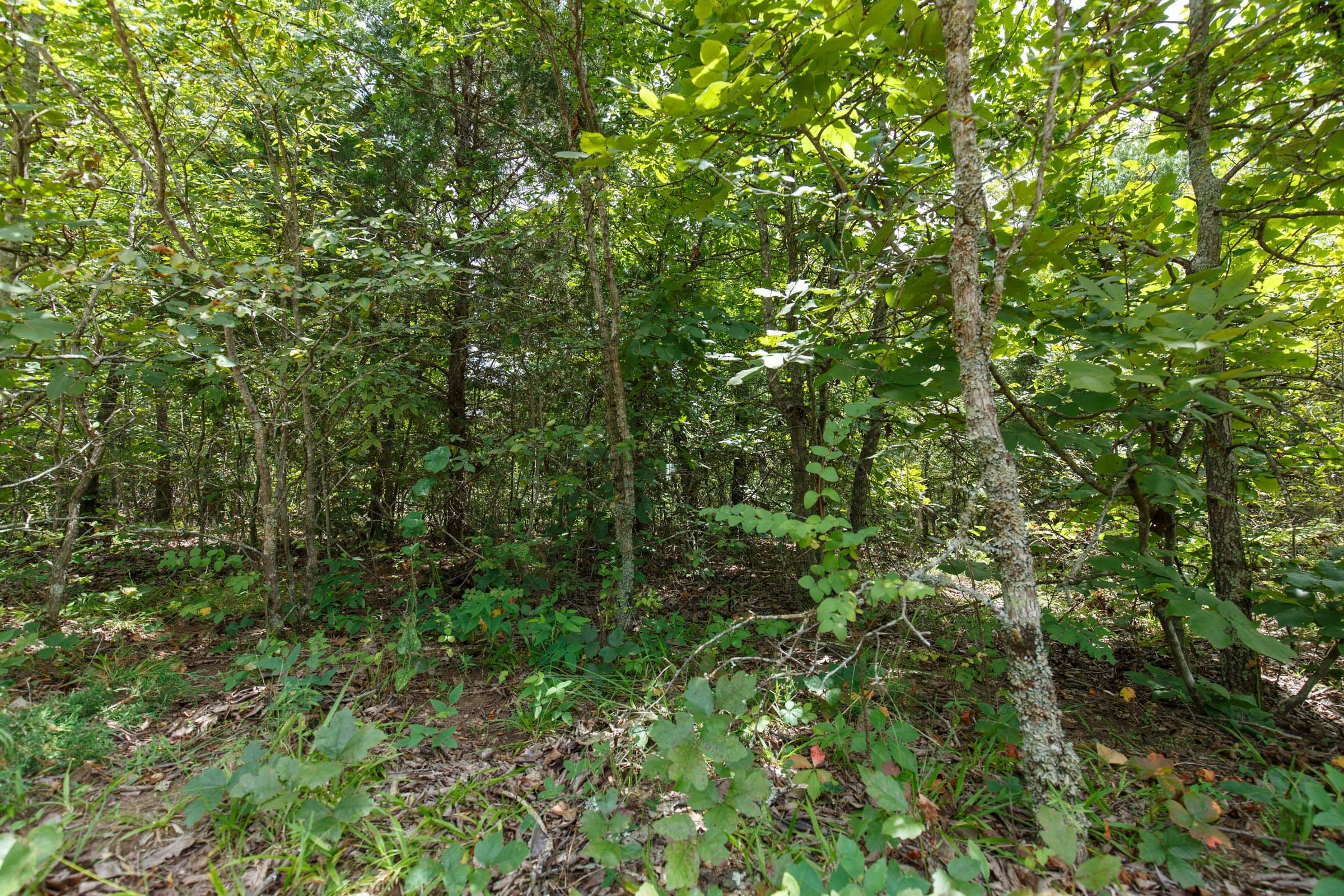 Timber Ridge Tract 24 photo 2