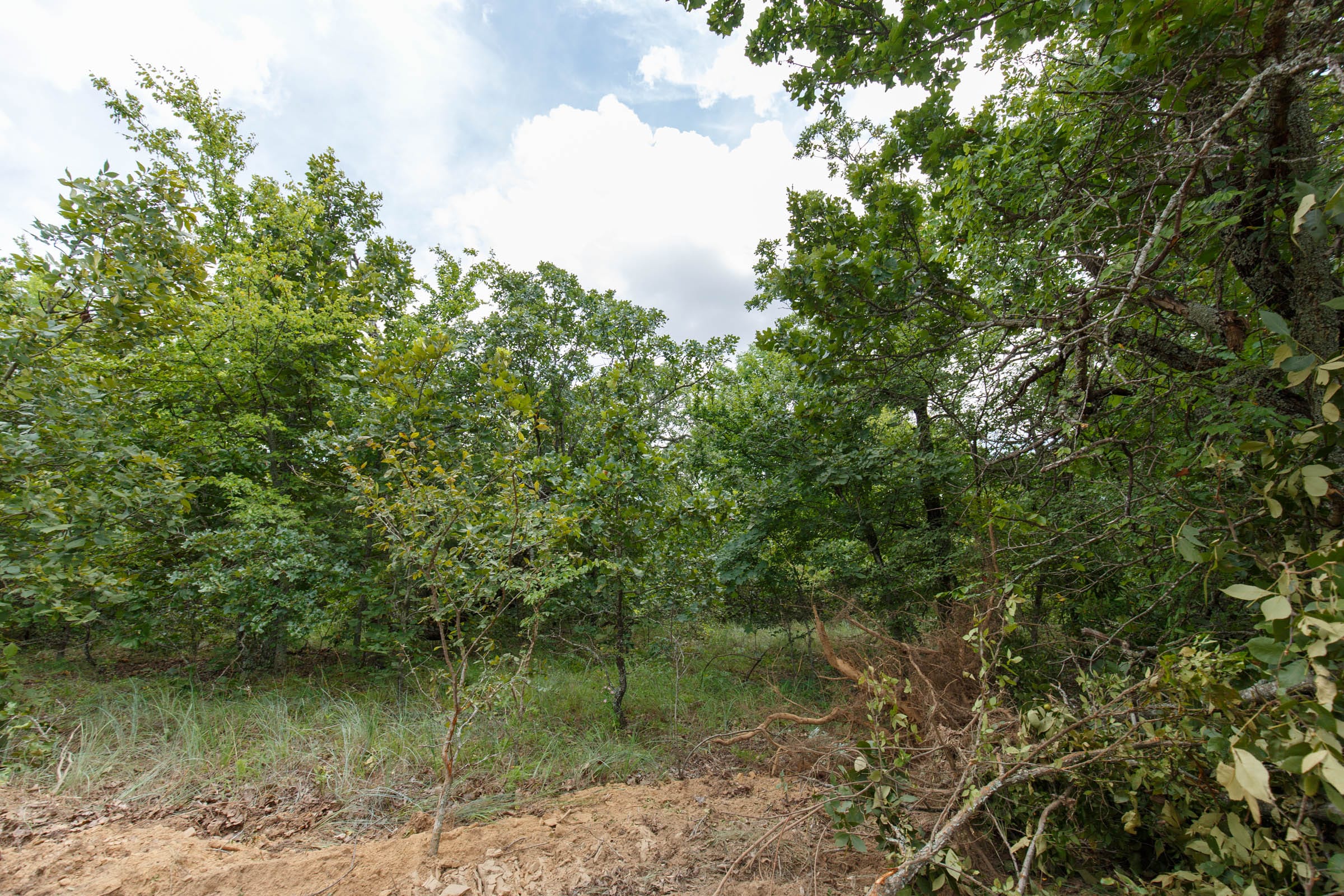 Timber Ridge Tract 24 photo 6