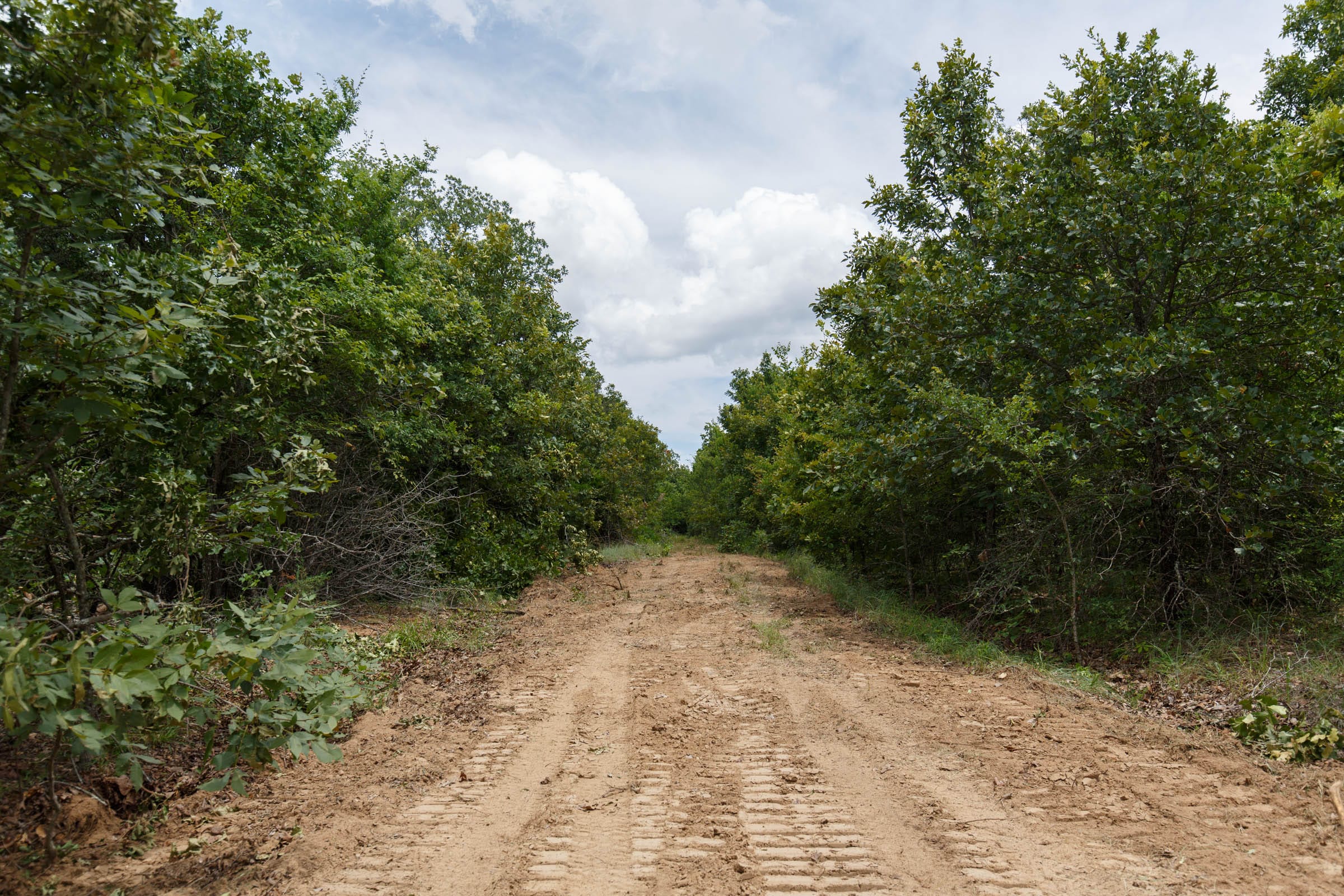 Timber Ridge Tract 24 photo 5