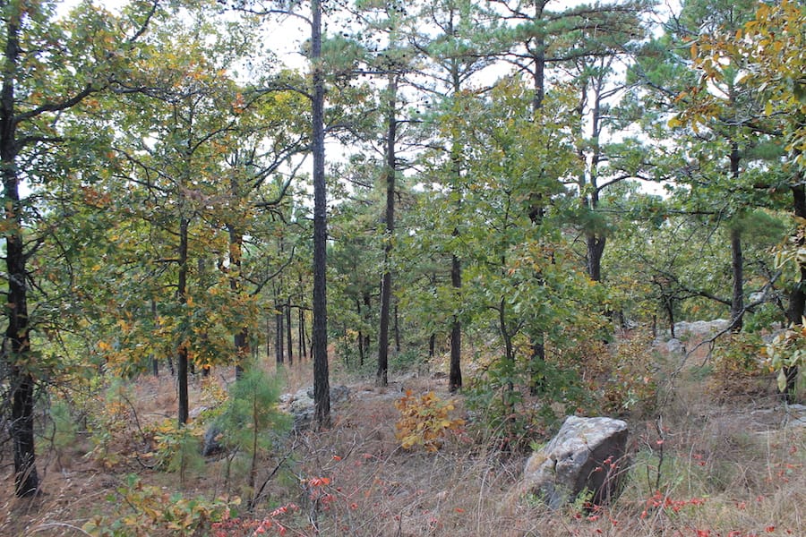 Indian Ridge – Phase III Tract 99 photo 3