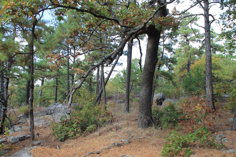Indian Ridge – Phase III Tract 99 photo 4