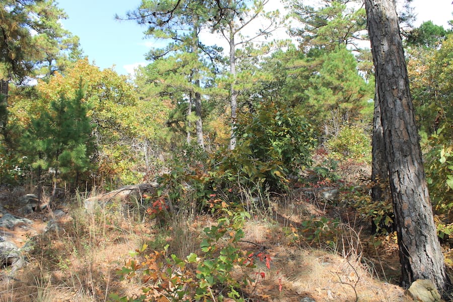 Indian Ridge – Phase III Tract 99 photo 6