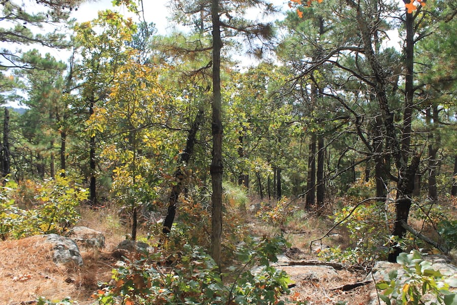 Indian Ridge – Phase III Tract 99 photo 8