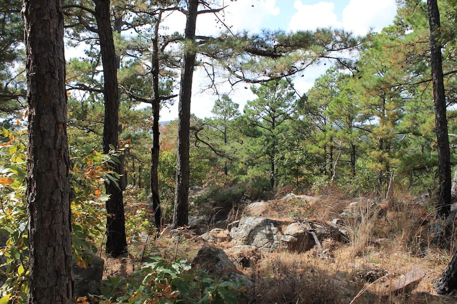 Indian Ridge – Phase III Tract 99 photo 9