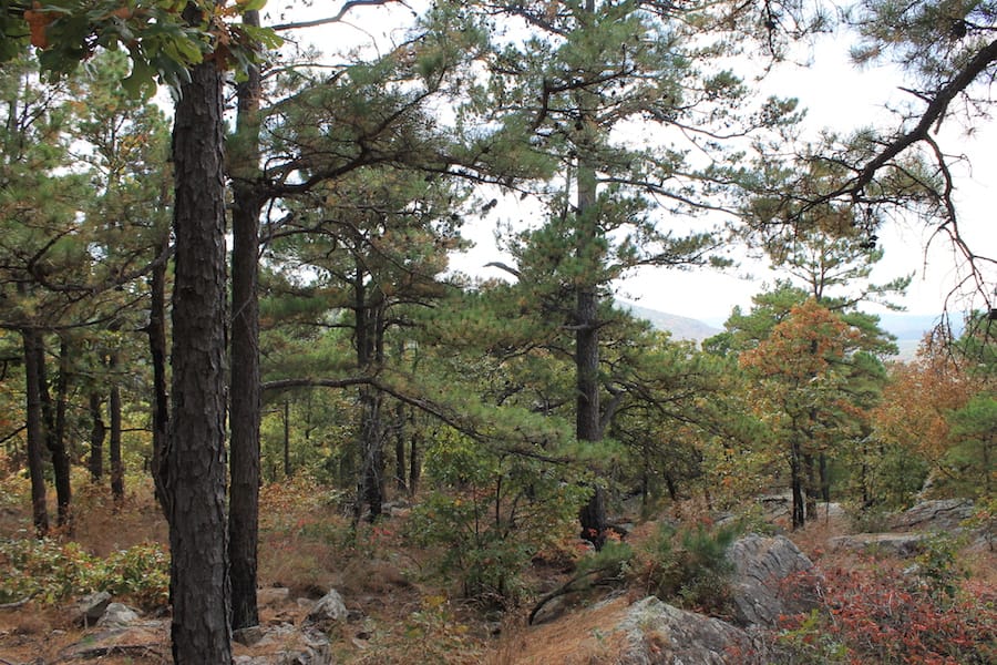 Indian Ridge – Phase III Tract 99 photo 11