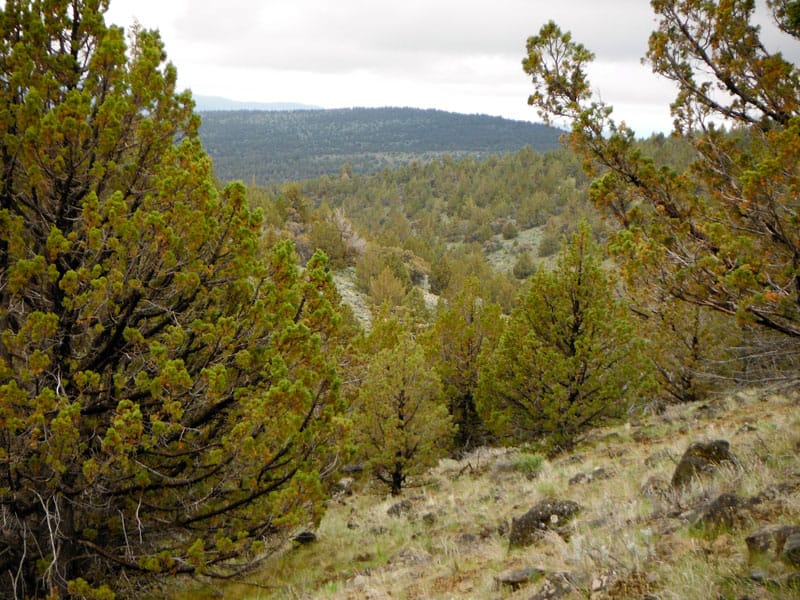 Moon Valley Ranch Tract 154 photo 9