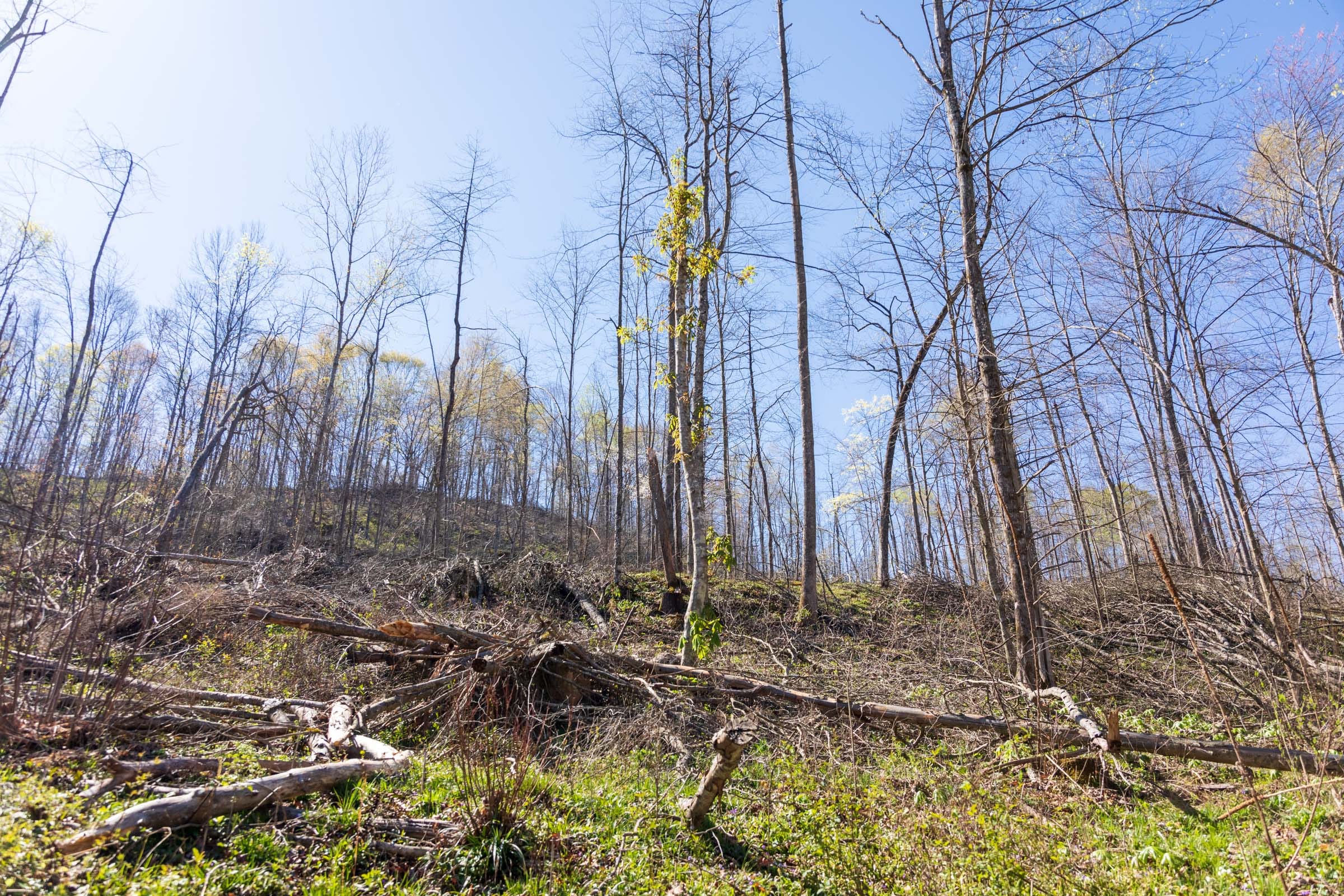 Creek Hollow Phase I Tract 43 photo 4
