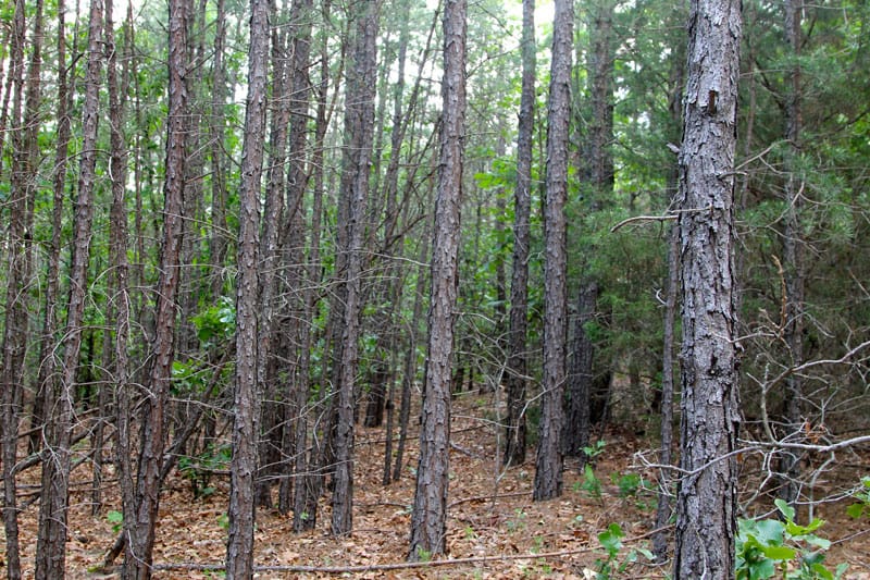 Trophy Ridge Phase II Tract 82 photo 2