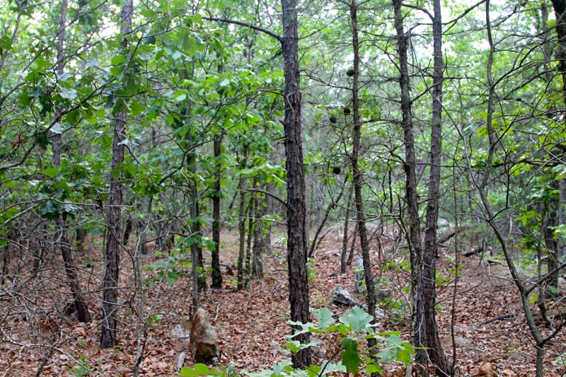 Trophy Ridge Phase II Tract 82 photo 3