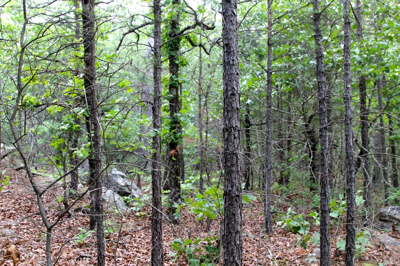 Trophy Ridge Phase II Tract 82 photo 4