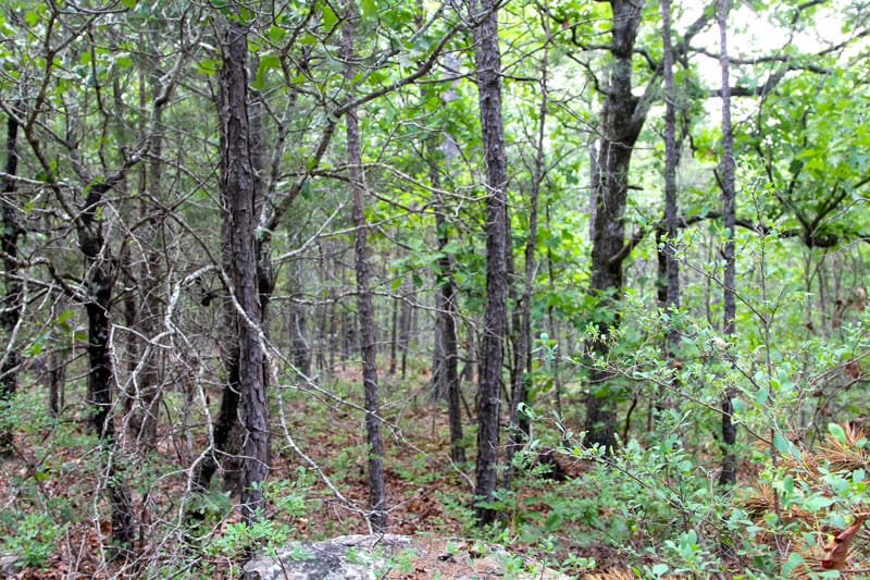 Trophy Ridge Phase II Tract 82 photo 5