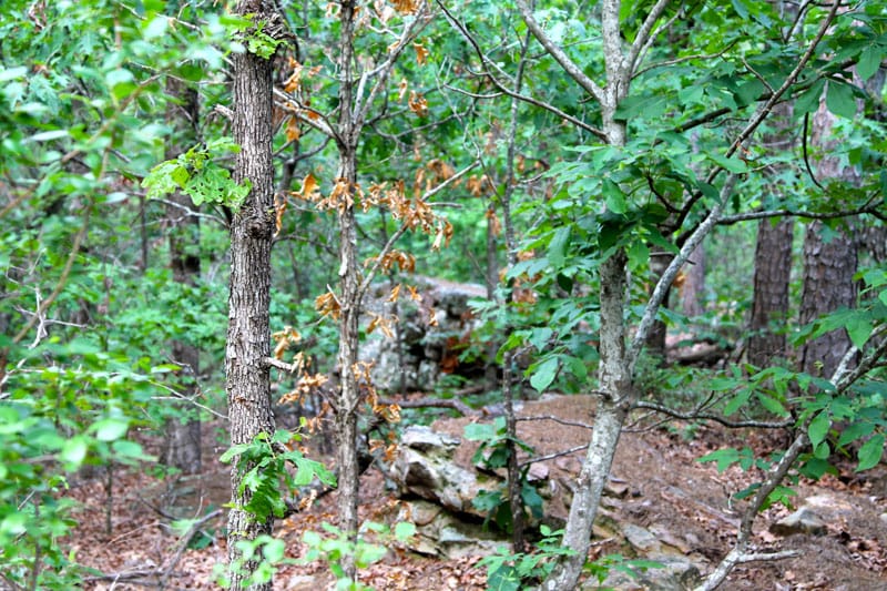 Trophy Ridge Phase II Tract 82 photo 6