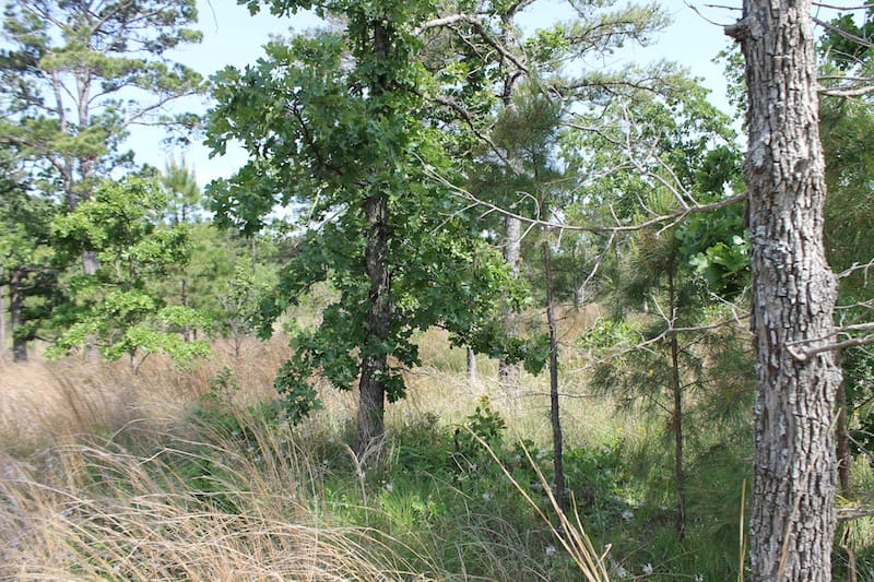 Indian Ridge – Phase II Tract 67 photo 2