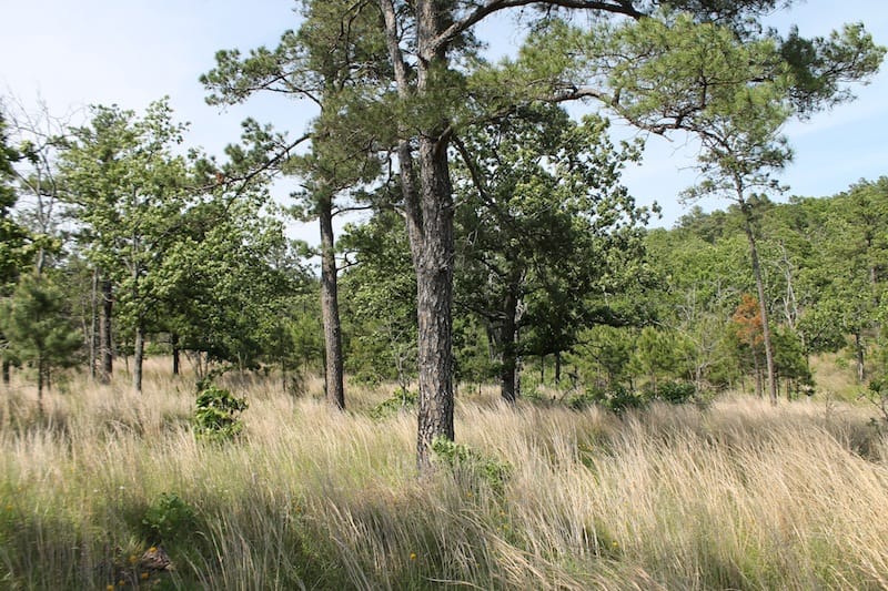 Indian Ridge – Phase II Tract 67 photo 8