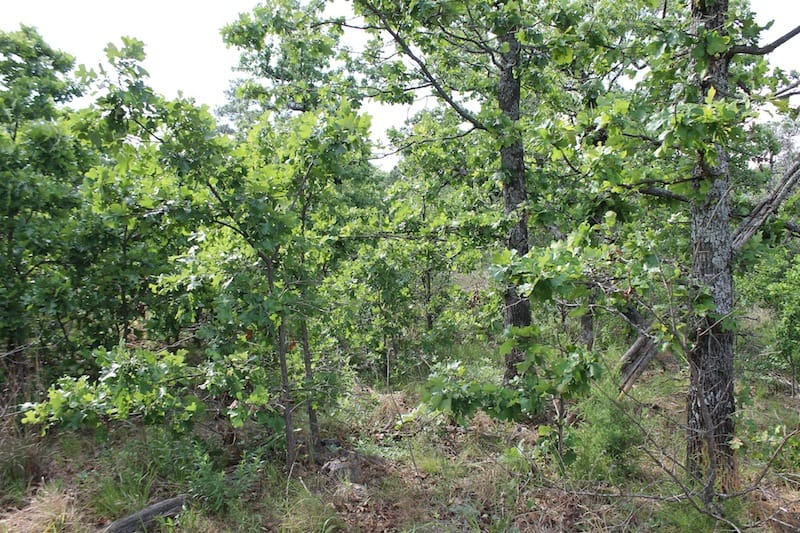 Indian Ridge – Phase II Tract 67 photo 9