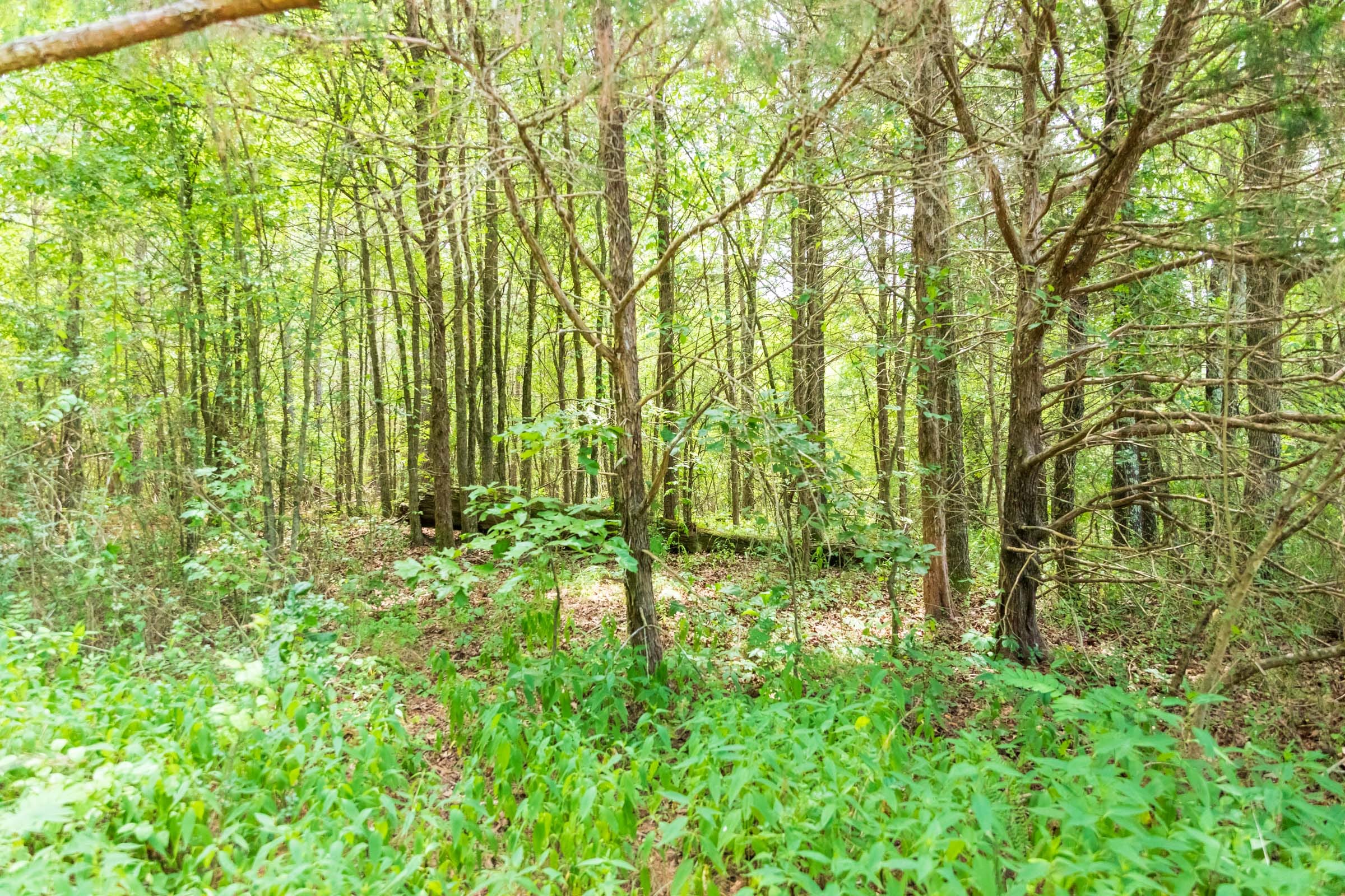 Whiskey Ridge Tract 47 photo 3