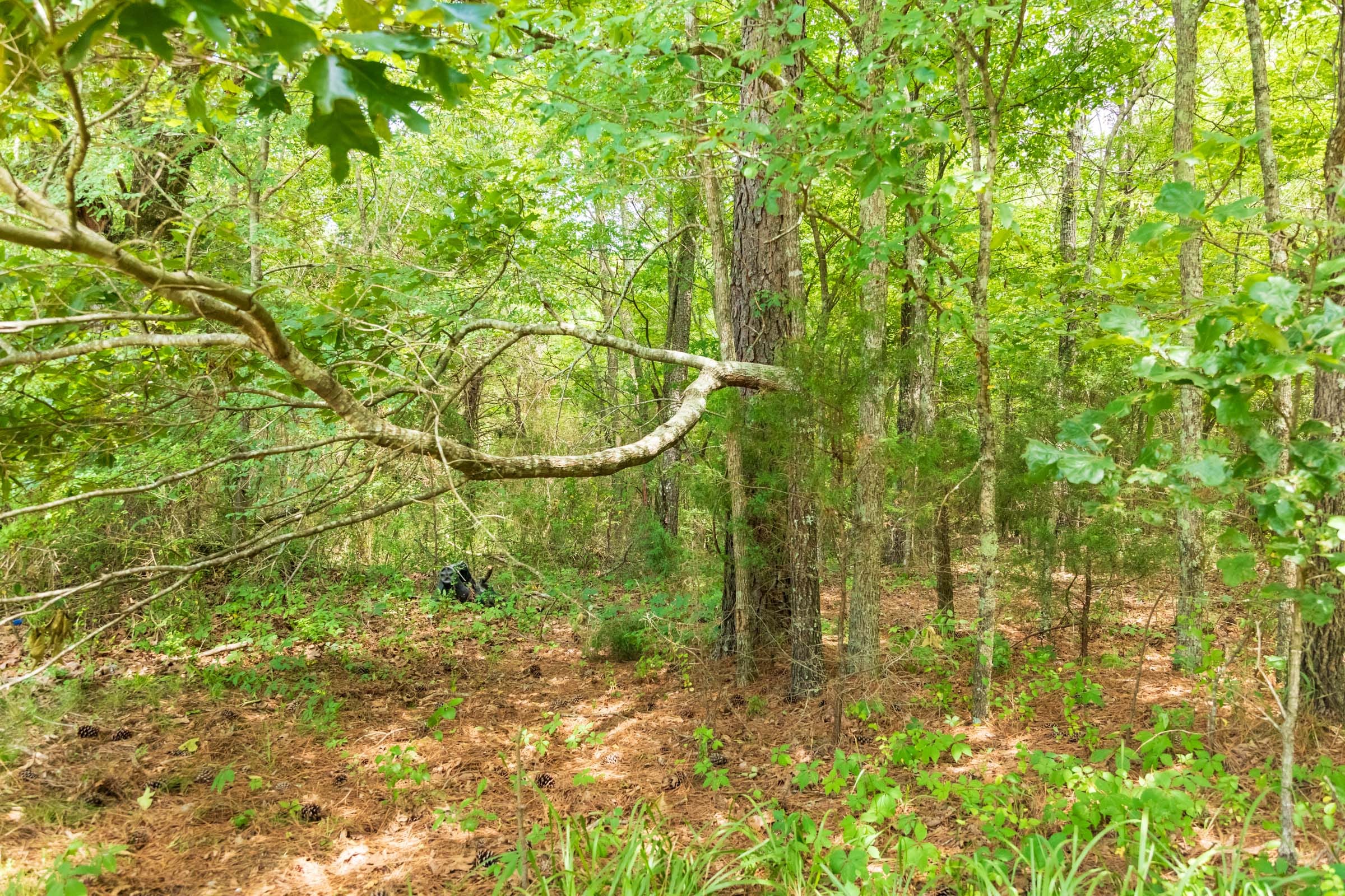 Whiskey Ridge Tract 47 photo 8