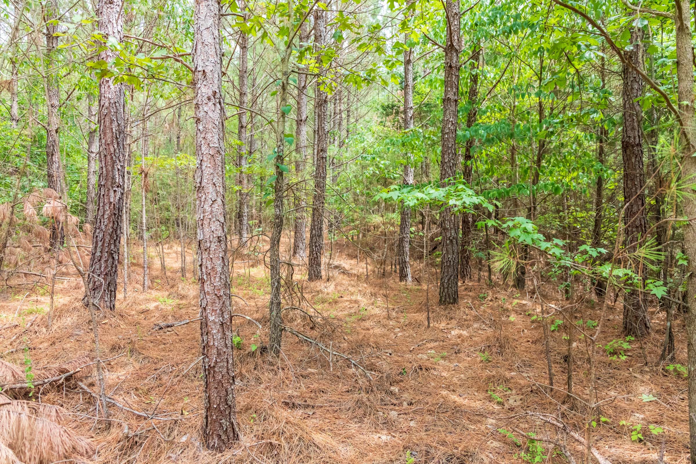 Whiskey Ridge Tract 47 photo 6