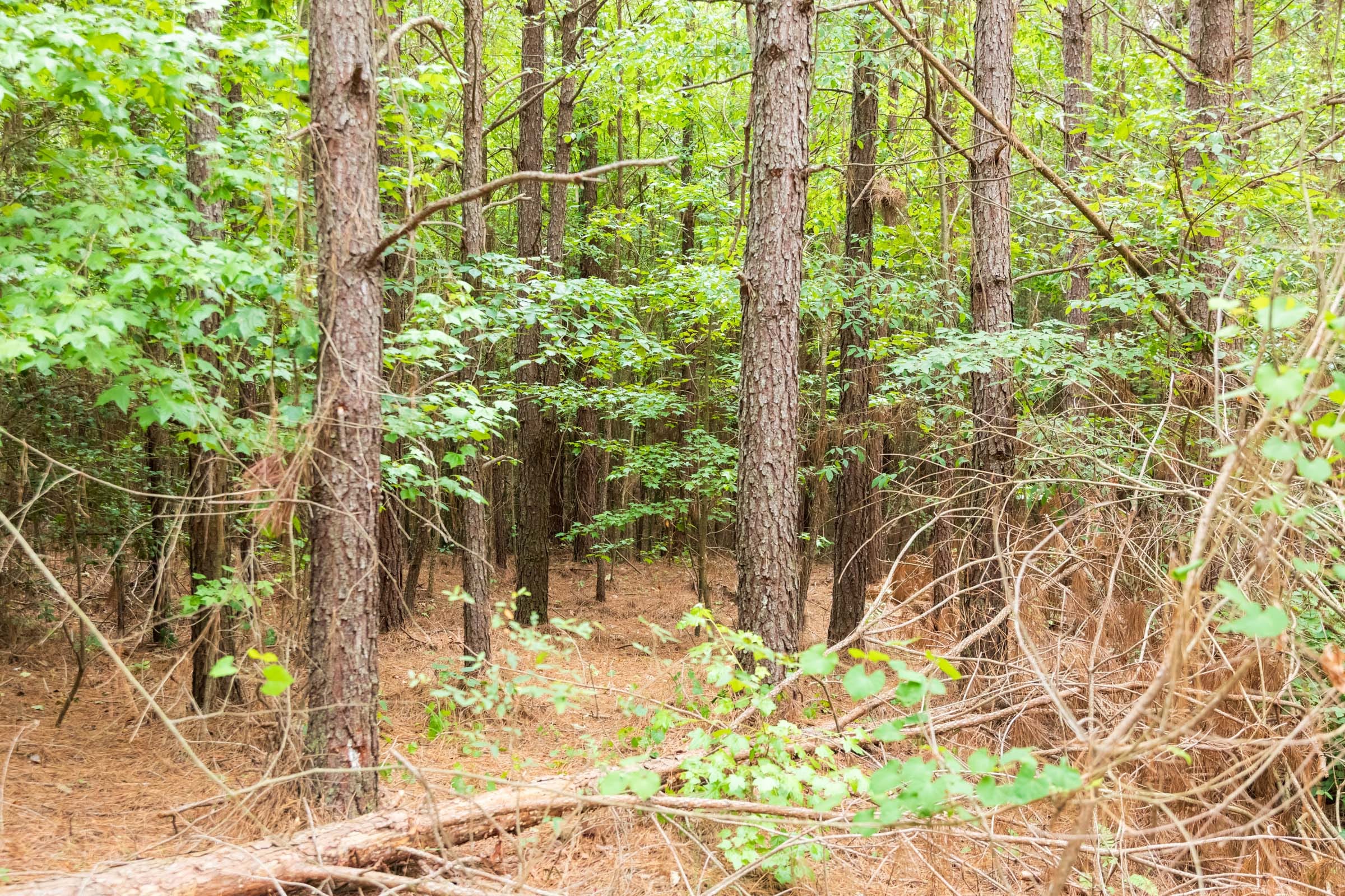 Whiskey Ridge Tract 47 photo 12