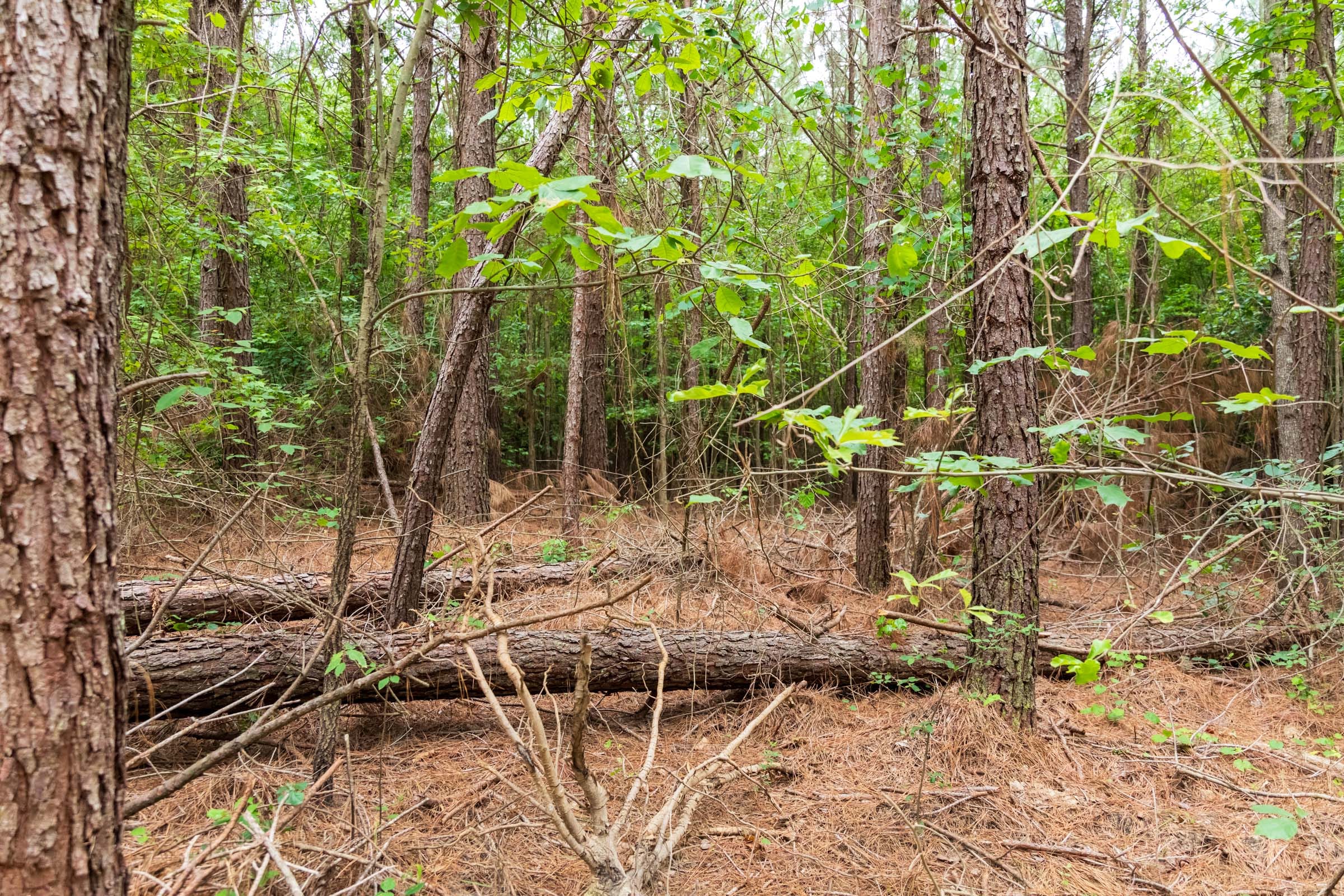 Whiskey Ridge Tract 47 photo 7