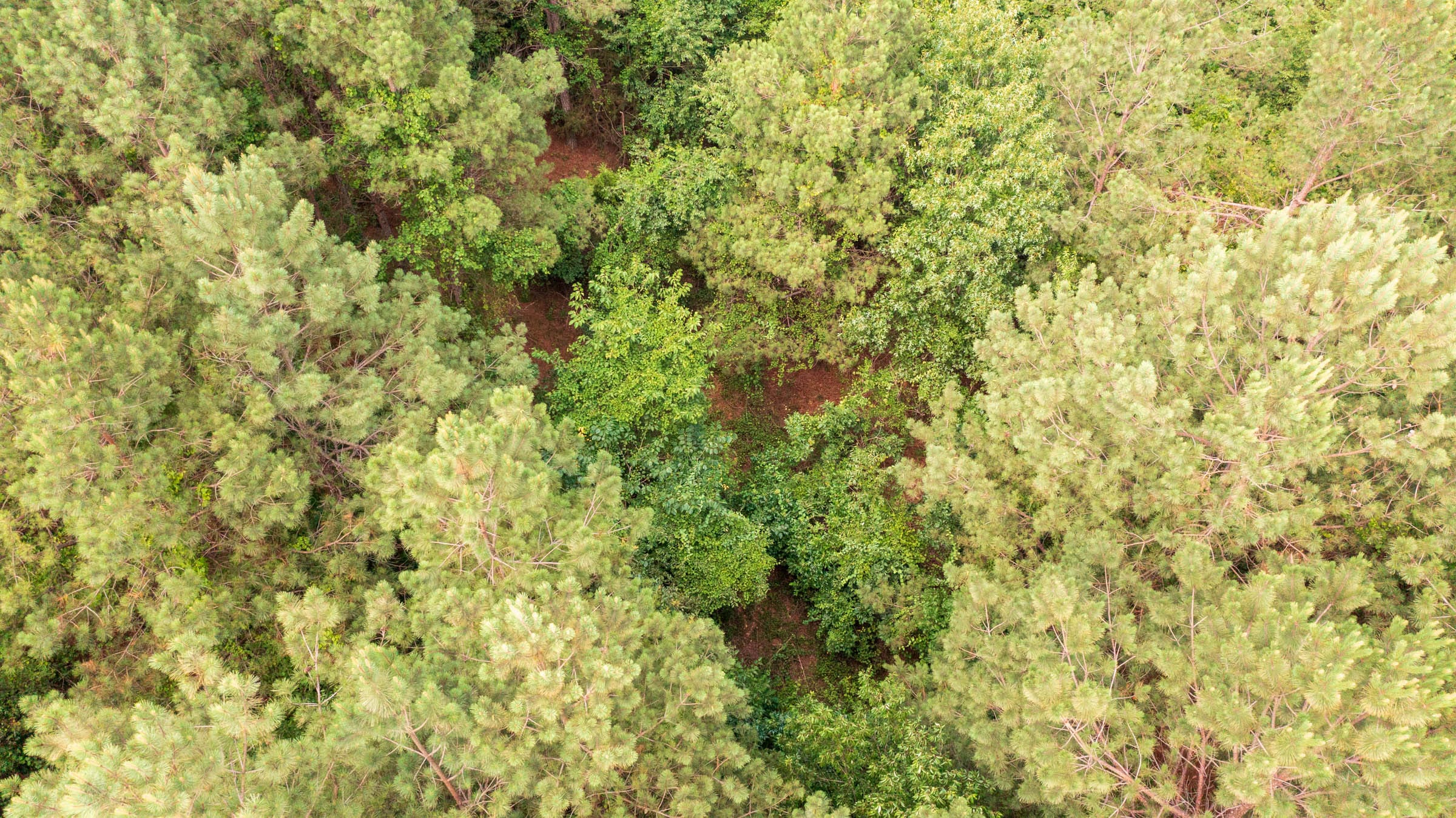 Whiskey Ridge Tract 47 photo 13