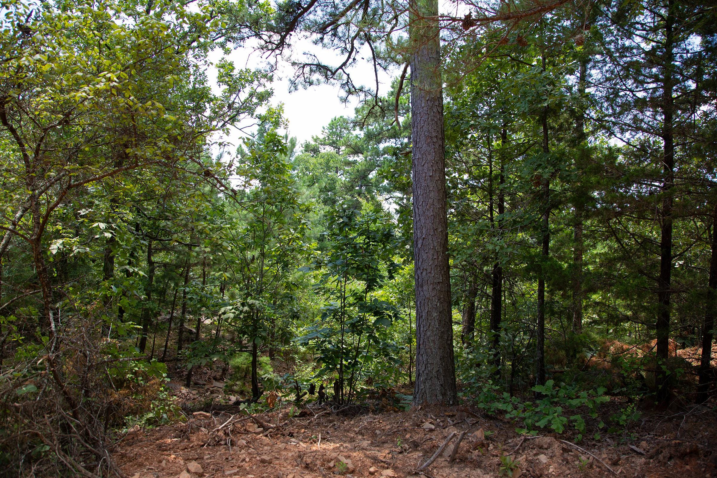Tyler Stone Ranch Tract 71 photo 4
