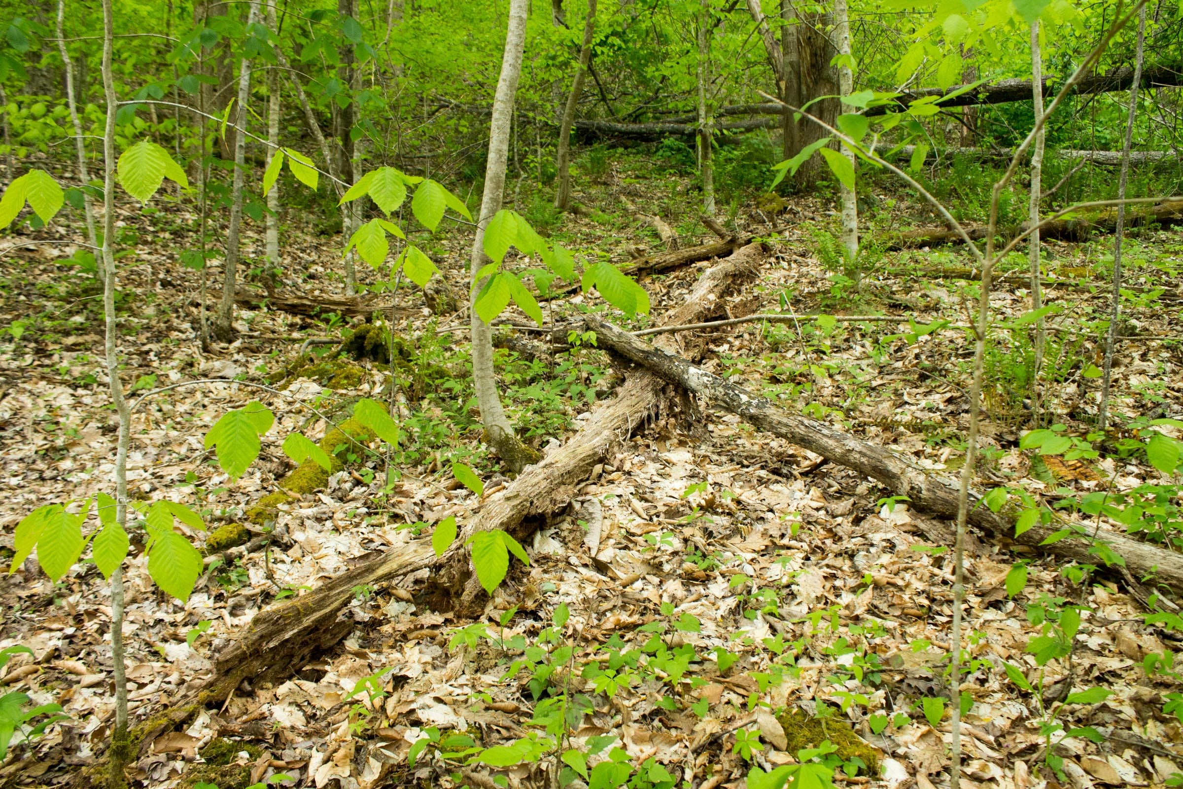 Trails End Tract 15 photo 5