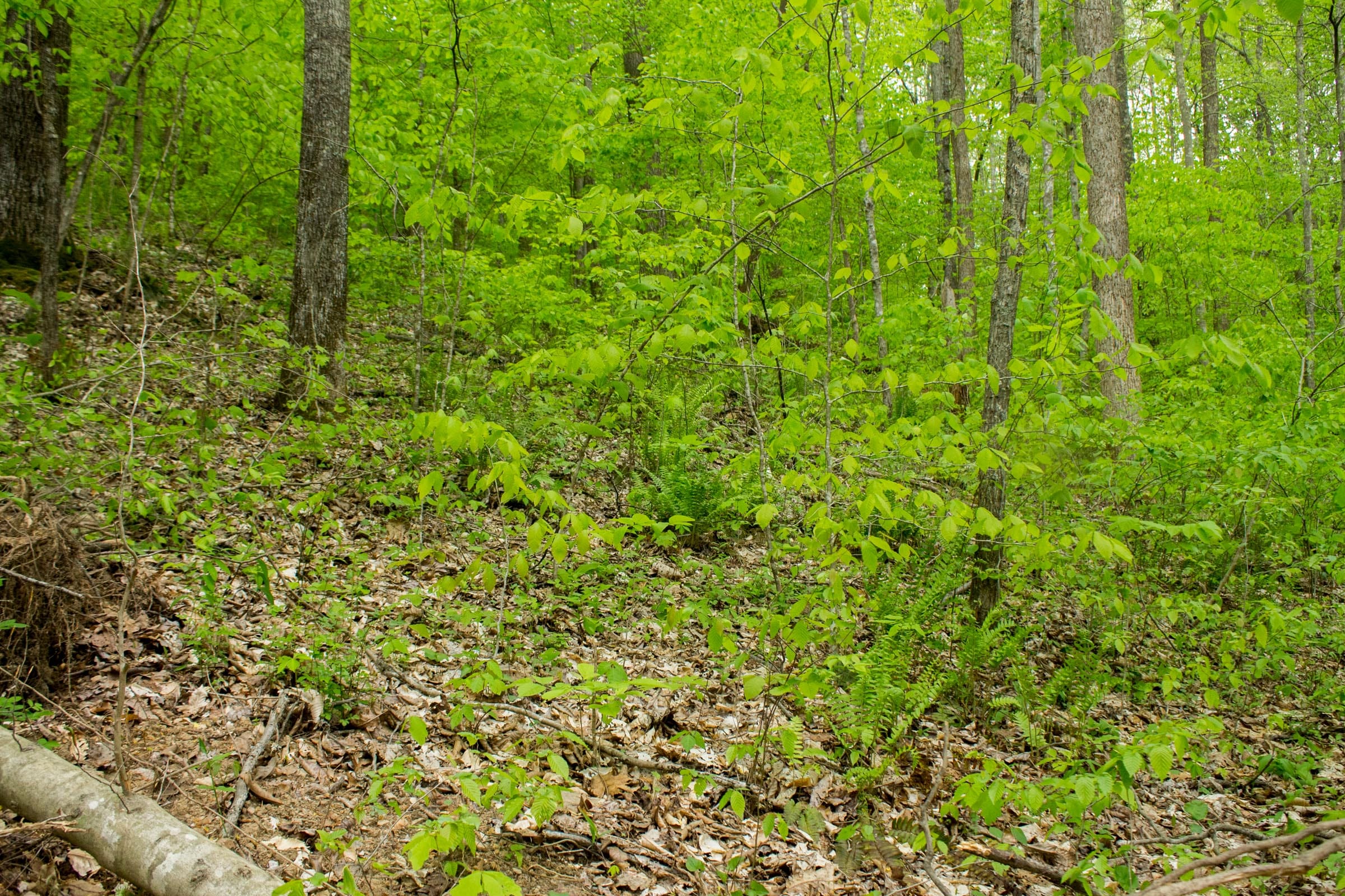 Trails End Tract 15 photo 8