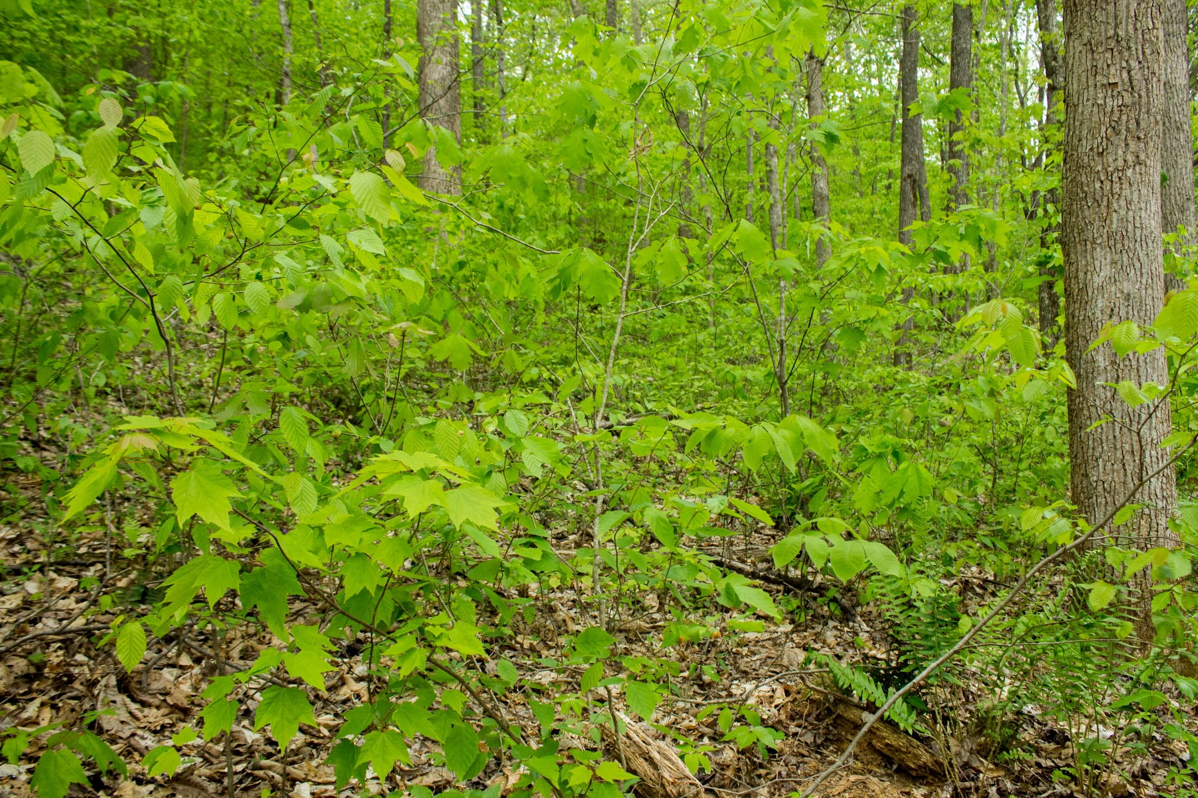 Trails End Tract 15 photo 9