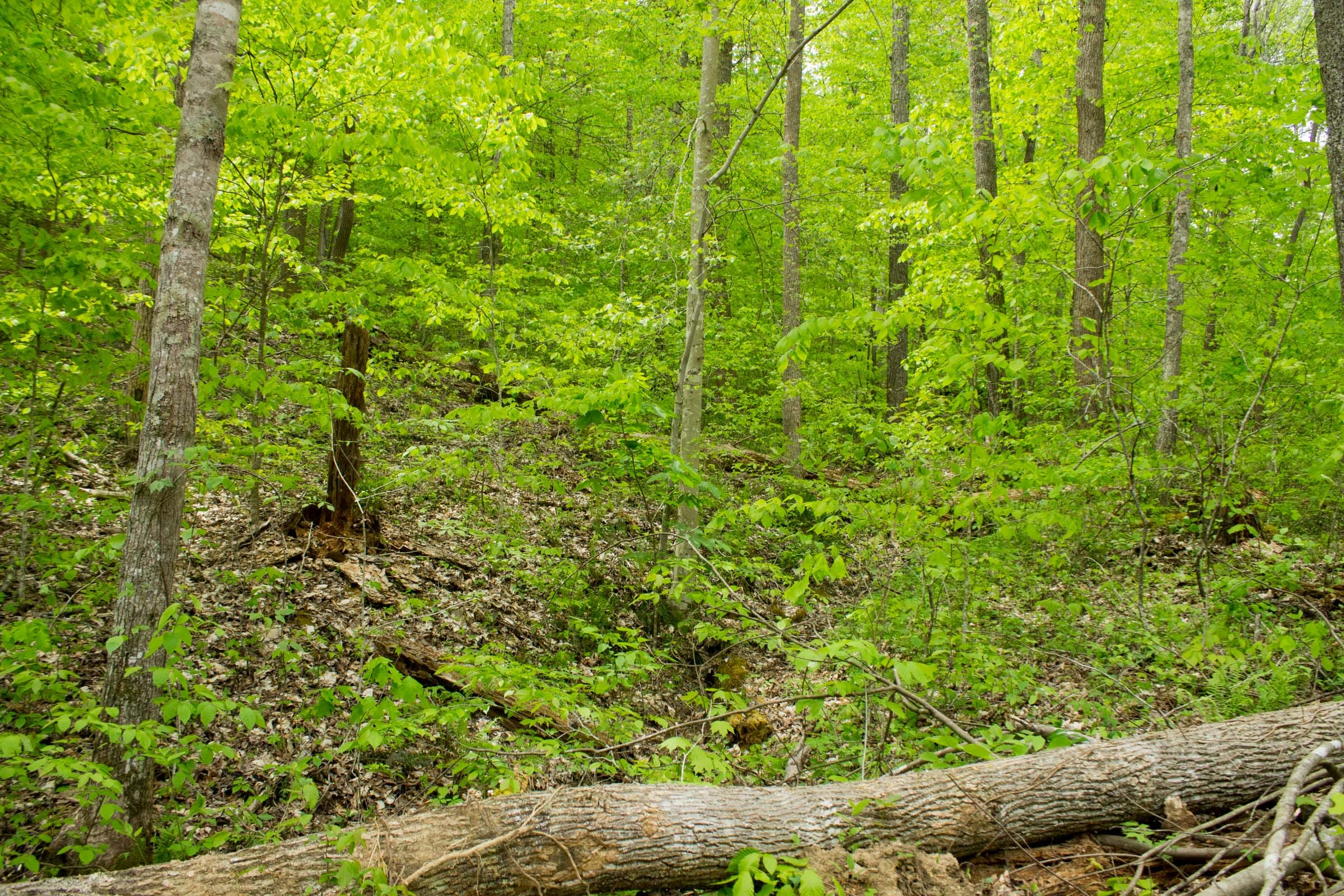 Trails End Tract 15 photo 10